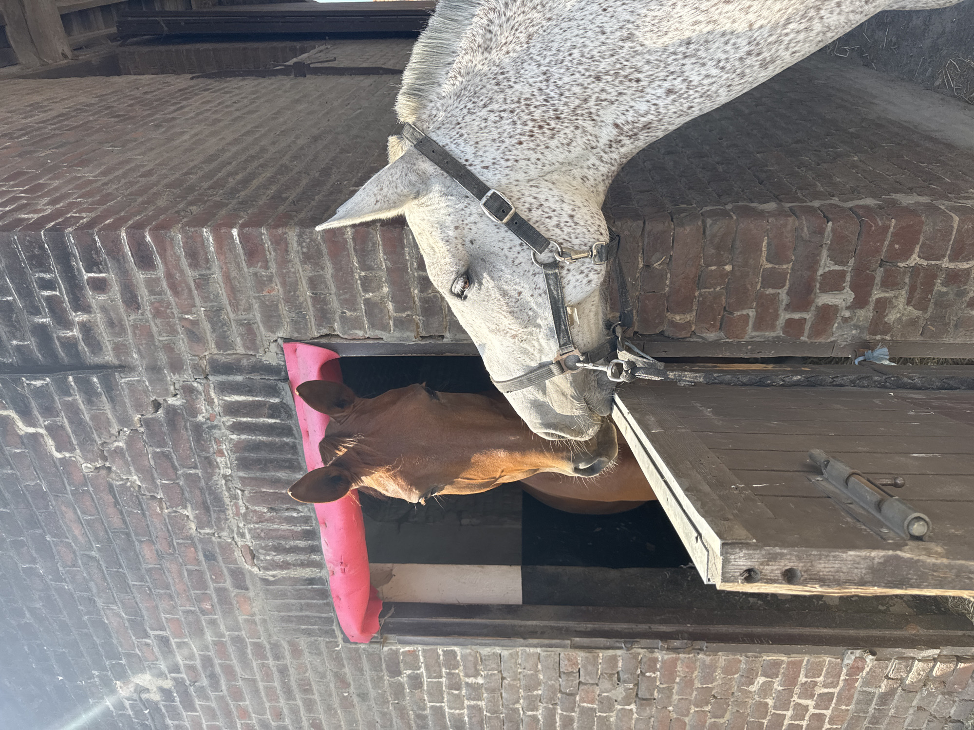 Two horses, one dappled grey and the other a chestnut, are interacting through an opening in a brick structure, likely a stable. The dappled grey horse, wearing a bridle, leans down from above, its head and neck clearly visible. Its muzzle is close to or touching the chestnut horse's head. The chestnut horse is positioned below and to the left, with its head and ears peeking out of the opening. The opening is framed by a bright pink material on the left and a wooden plank with a metal bolt on the right. The brickwork of the structure is visible, showing rows of dark red bricks. The scene appears to be outdoors during the daytime, with sunlight casting shadows. The setting suggests a rural or equestrian environment. The interaction between the horses appears gentle and curious. No visible text is present in the image.
