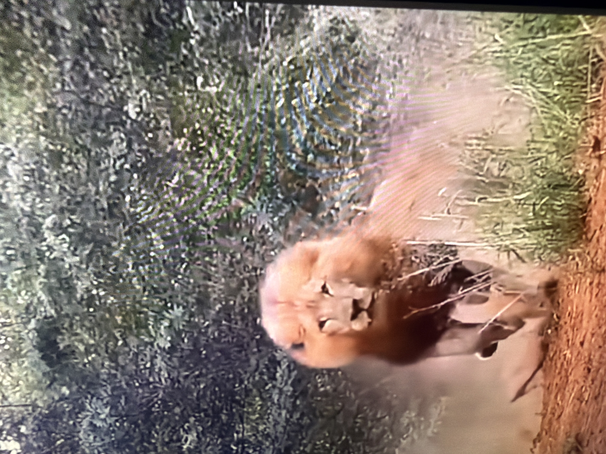 A male lion is captured mid-stride, kicking up a cloud of dust as it runs along a dirt path. The lion, with its prominent mane, is focused forward, its expression conveying a sense of power and determination. The surrounding environment is lush and green, with dense foliage and tall grasses framing the scene. The lighting suggests it is daytime, with sunlight filtering through the trees. The image appears to be taken in an outdoor, natural setting, possibly a wildlife reserve or savanna. The location in Bukuru, Nigeria, suggests a West African ecosystem.