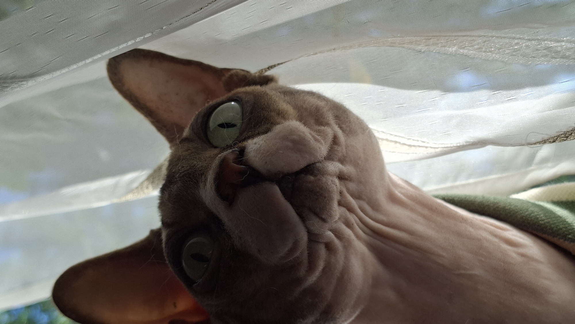 A close-up, low-angle shot captures a Sphynx cat peeking out from behind a sheer white curtain. The cat's wrinkled face and large green eyes are the focal point, with its head tilted and ears prominent. The background shows the soft folds of the curtain and a blurred view of trees and sky, suggesting an outdoor setting visible through a window. The cat appears to be wearing a green and white striped garment around its neck. This image was taken in Myadzyel, Belarus.