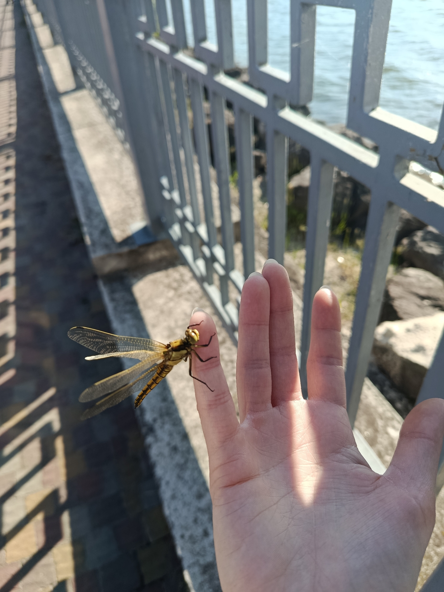 A dragonfly rests on a person's index finger, which is held in the foreground of the image. The dragonfly is yellow and brown with transparent wings. The person's hand is open, with sunlight casting a shadow across the palm. In the background, a grey metal fence runs along a paved walkway next to a body of water. The walkway is bordered by a low wall.