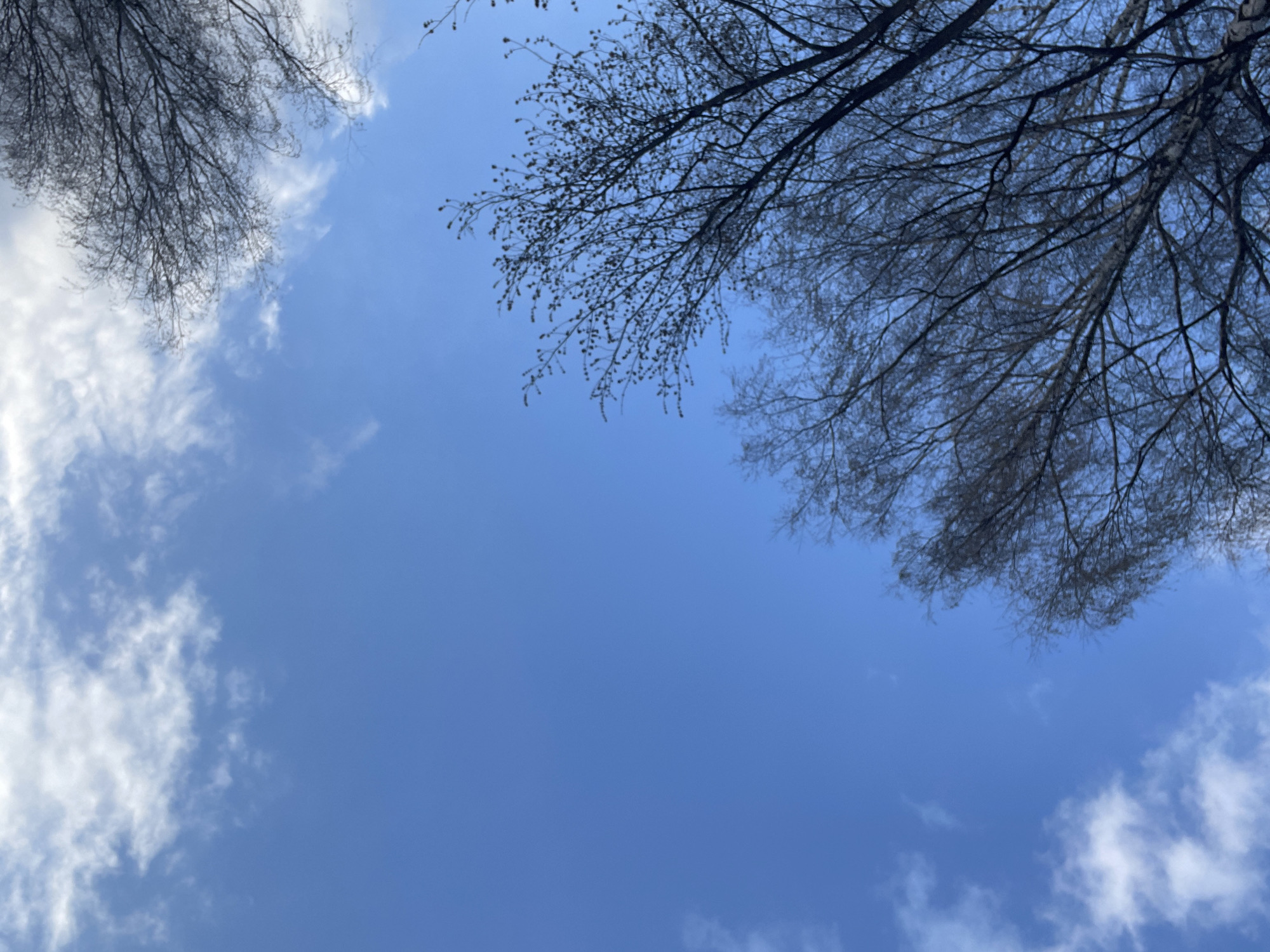 The image is a high-angle shot looking upwards towards a bright blue sky, partially framed by dark, bare tree branches. The scene depicts an outdoor environment, likely a park or wooded area in Izhevsk, Russia.
The dominant feature is the expansive, clear blue sky, indicating fair weather conditions. Scattered white, wispy clouds are visible, primarily in the lower left and upper right corners, adding texture to the otherwise smooth sky.
Dark, intricate silhouettes of leafless tree branches extend into the frame from the top left and top right corners, and also slightly from the bottom right. The branches are detailed, showing numerous twigs and finer offshoots, suggesting a deciduous tree in a dormant state, consistent with late autumn, winter, or early spring in a temperate climate like Izhevsk. No leaves, flowers, or fruits are visible on the branches.
There are no people or specific objects in the frame, and no discernible activity is taking place as it's a static landscape shot. The lighting suggests it is daytime, with direct sunlight illuminating the sky and clouds, though the light source itself is not visible. There is no visible text in the image. The overall impression is one of natural tranquility and vastness.