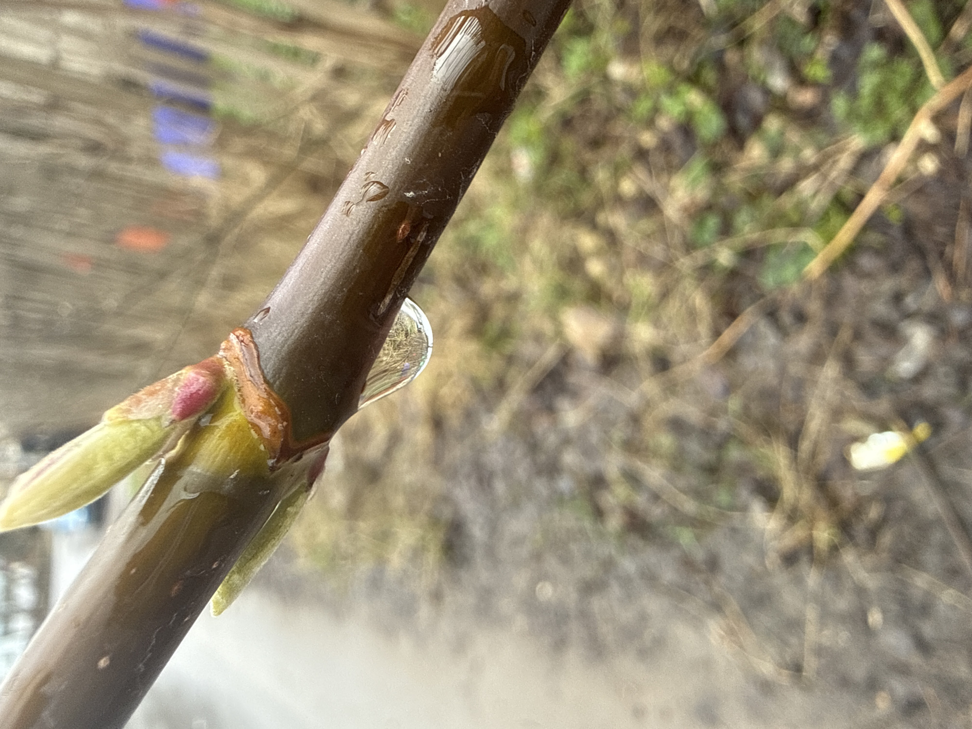 A close-up shot depicts a tree branch with emerging buds, likely in early spring. The branch is brown and covered in moisture, with a water droplet clinging to it. The buds are a mix of pink, green, and yellow hues, indicating new growth. The background is blurred, showing a mix of vegetation and urban elements, possibly a building reflected in the water. Considering the prompt's information, this image might be from Dmitrov, Russia, possibly a park or garden area.
