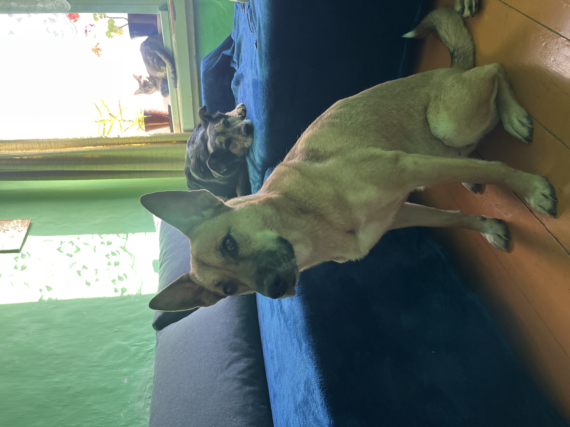 A medium shot shows a light-brown dog lying on a blue couch, with its head near the lower left corner of the frame and its rear near the upper right corner. To the left of the dog, there is a smaller black-and-brown dog lying near the edge of the couch. In the background, a window is visible with a cat perched on the sill and plants in pots. The wall is painted green, and the floor is wooden. The location is likely an interior setting, but specific details about the city of Nizhny Tagil, Russia, are not discernible from the image.