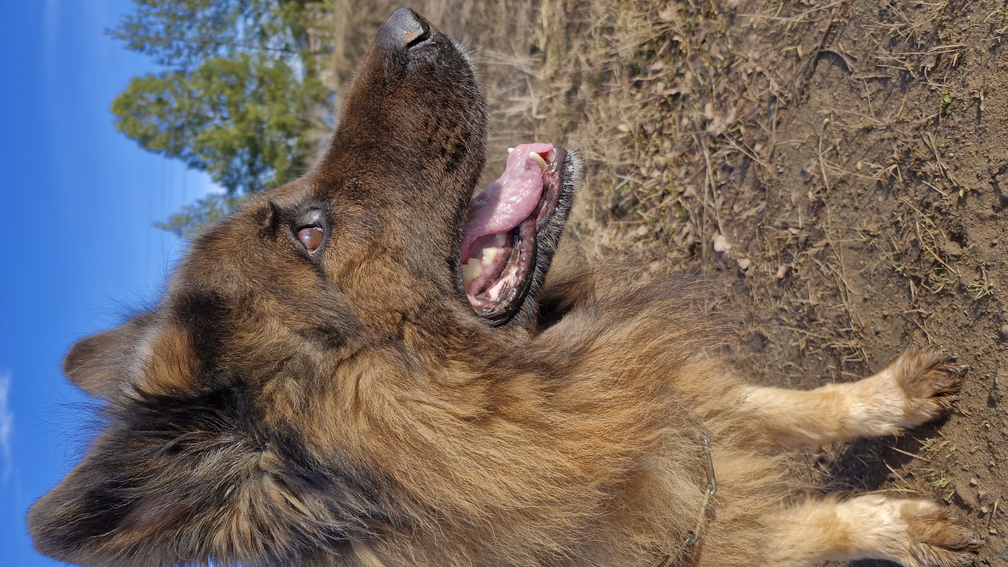 A close-up, low-angle, outdoor shot depicts a brown and black long-haired German Shepherd dog lying on its side. The dog's head is oriented upward, with its mouth open and tongue visible. The dog is wearing a metal collar. The ground consists of brown dirt and dead leaves. In the background, green trees are visible against a clear blue sky. The photograph does not provide sufficient information to determine its location within the city of Otchor, Russia.