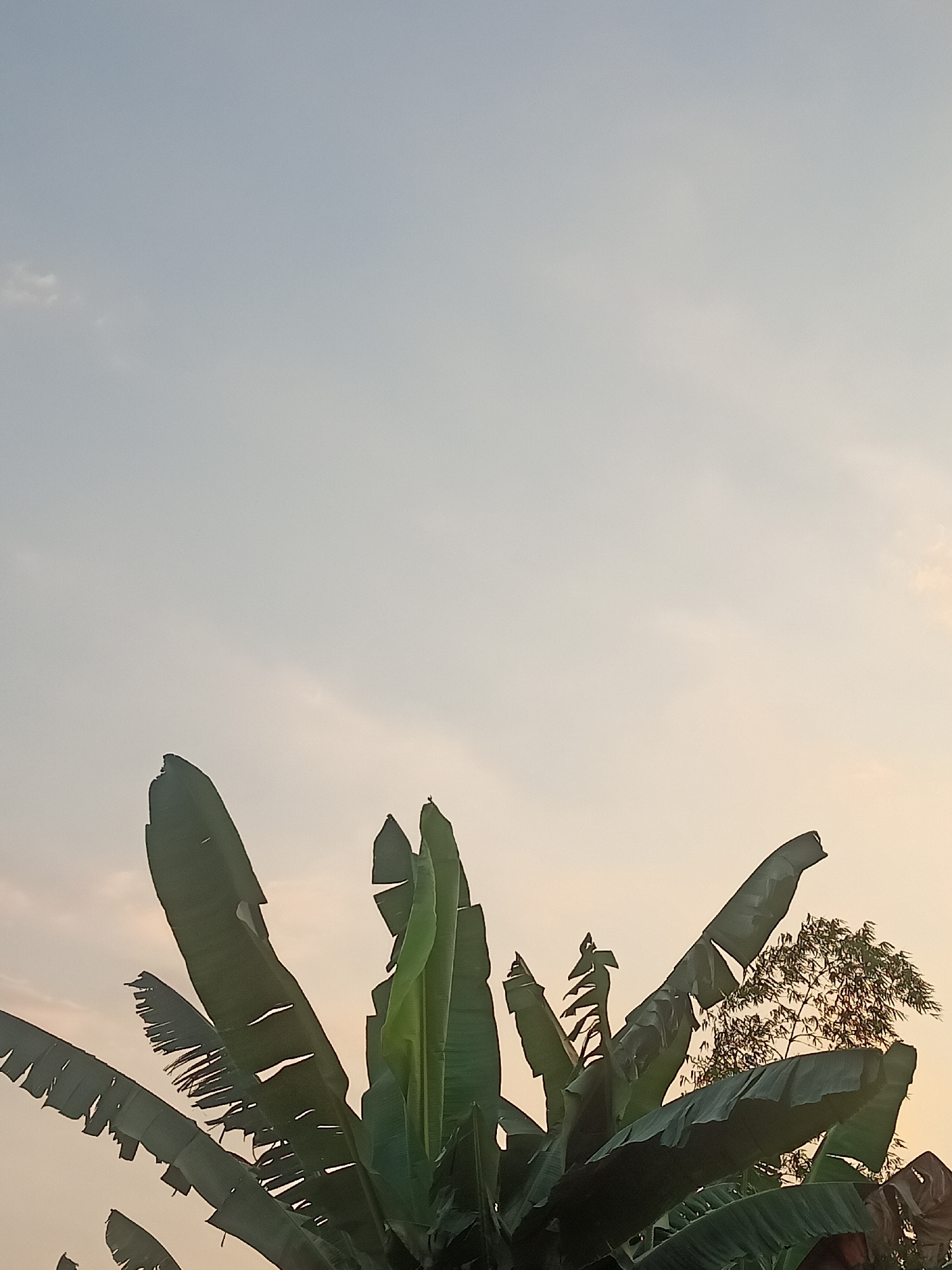 In Karangtalun, Indonesia, this image captures a serene, outdoor scene dominated by the upper portions of lush green banana leaves and a hazy sky transitioning to soft orange hues, suggesting either dawn or dusk. A lone bird is perched atop one of the banana leaves. In the background, a dense tree with sparse foliage is visible. The lighting is diffuse, casting no harsh shadows and contributing to the tranquil atmosphere. The composition emphasizes the natural elements of the landscape against a calm sky.