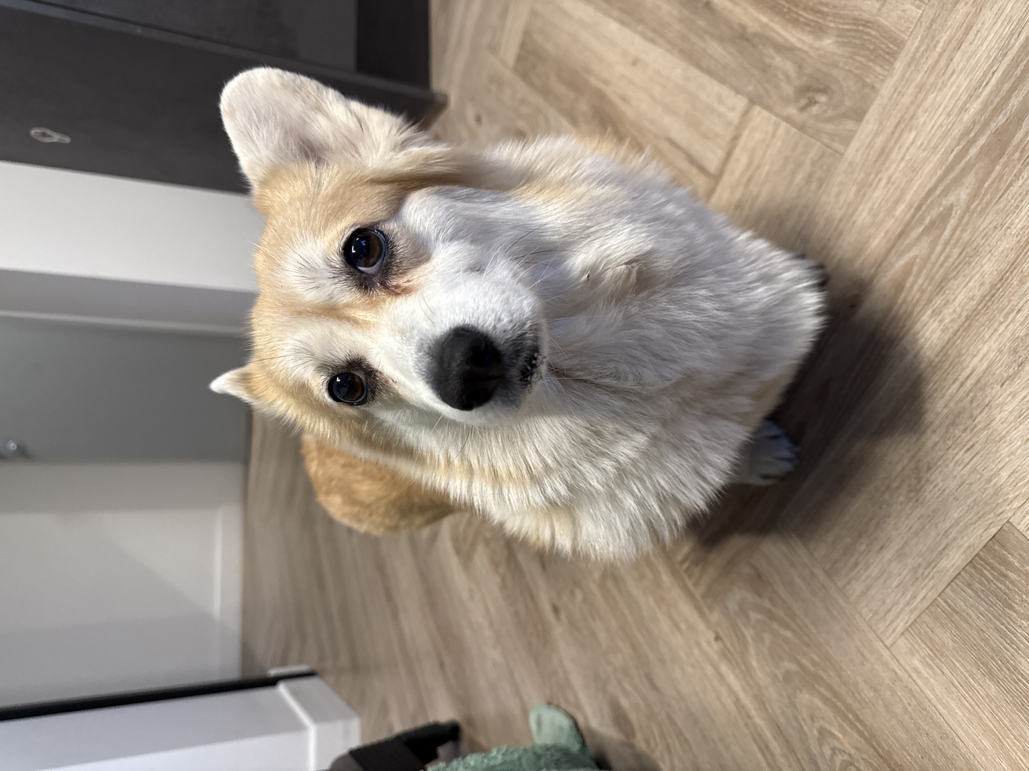 A corgi dog is sitting on a wood-patterned floor, looking up at the camera. Part of a cabinet or appliance is visible in the background to the left. The location is unknown and there is no evidence to suggest it is Krasnoyarsk, Russia.