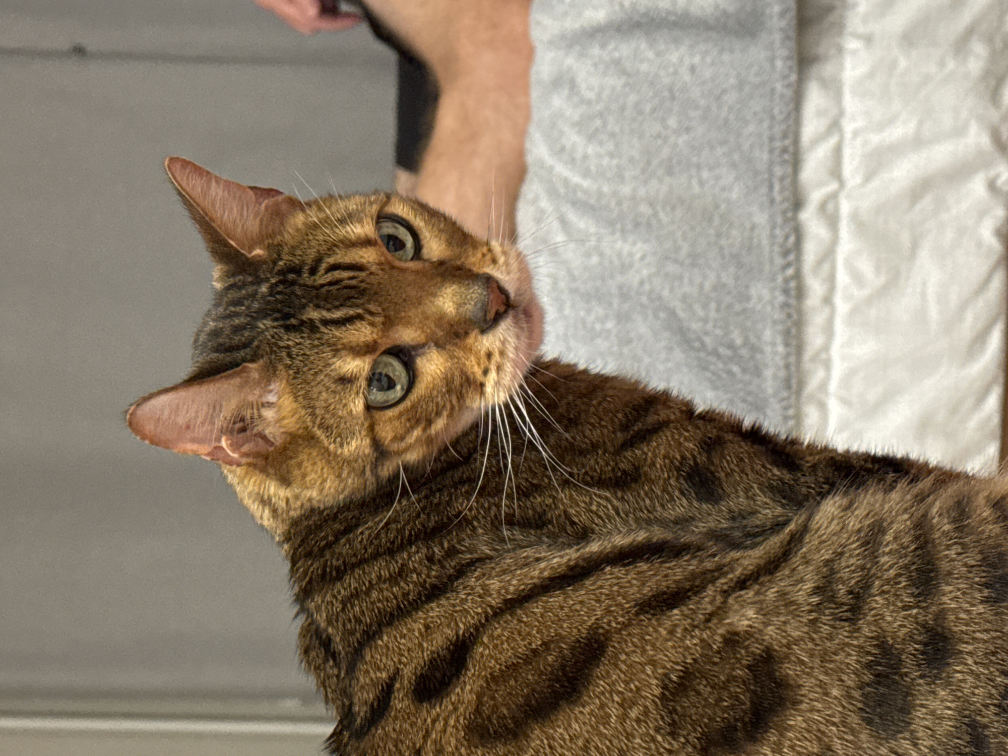 A close-up photograph features a Bengal cat with a distinctive brown and black striped coat. The cat is looking up at the camera with wide, green eyes. Its head is tilted to the side. The background is blurred, but appears to consist of a gray wall and a white textured blanket. The location is in the city of Unknown, Unknown.