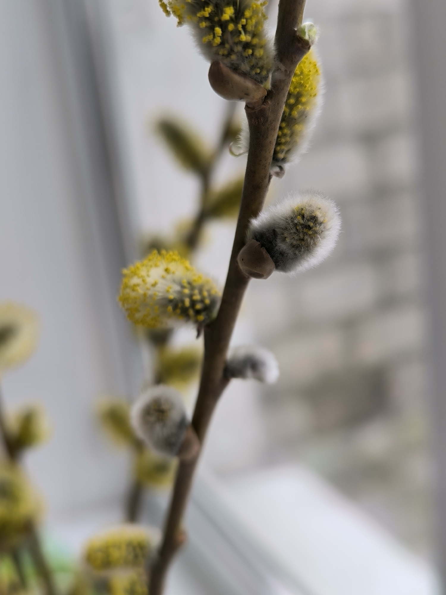 A close-up, slightly blurred photograph depicts a branch with blossoming willow catkins. The branch is brown and bears both unopened, fluffy, greyish-white catkins and others that have bloomed, displaying yellow stamens. The background is light and indistinct, suggesting a window and possibly an exterior view. There are no people visible in the image. It is impossible to verify its existence, let alone its exact location within the city of Vinnytsia, Ukraine, without further information.