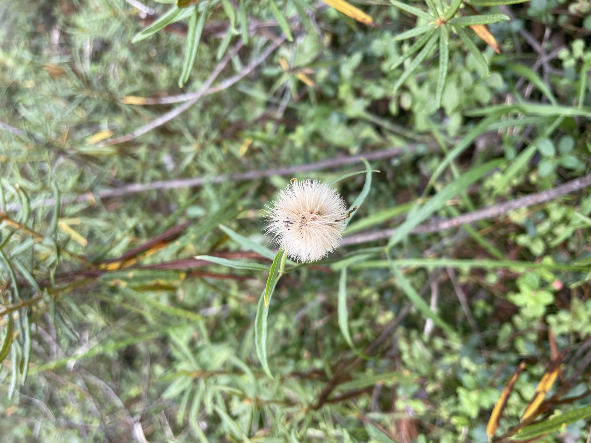 A close-up, eye-level shot captures a single, fluffy seed head of a plant, likely a dandelion or similar weed, at the center of the frame. The seed head is pale yellow-white and spherical, with fine hairs extending outwards. It is positioned slightly to the right of the center, with a thin green stem curving upwards from its base. The background is a dense blur of green foliage, with hints of brown and yellow. The overall impression is one of a natural, outdoor setting. This scene could be found in Barsovo, Russia, where such wild plants are common in parks, fields, and uncultivated areas.