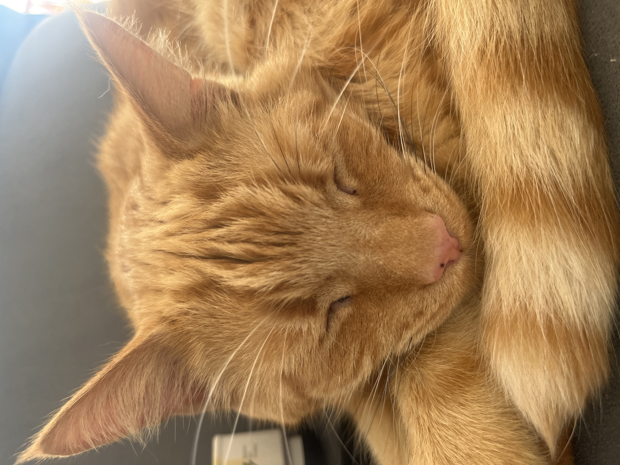 A close-up shot shows an orange tabby cat sleeping soundly, curled up with its paws tucked underneath its head. The cat's eyes are closed, and its pink nose is visible. Sunlight illuminates the fur, highlighting its texture and the subtle stripes characteristic of the breed. The background is out of focus, suggesting a relaxed indoor setting. The image does not contain any information that would allow for its location to be identified in Zabrze, Poland.