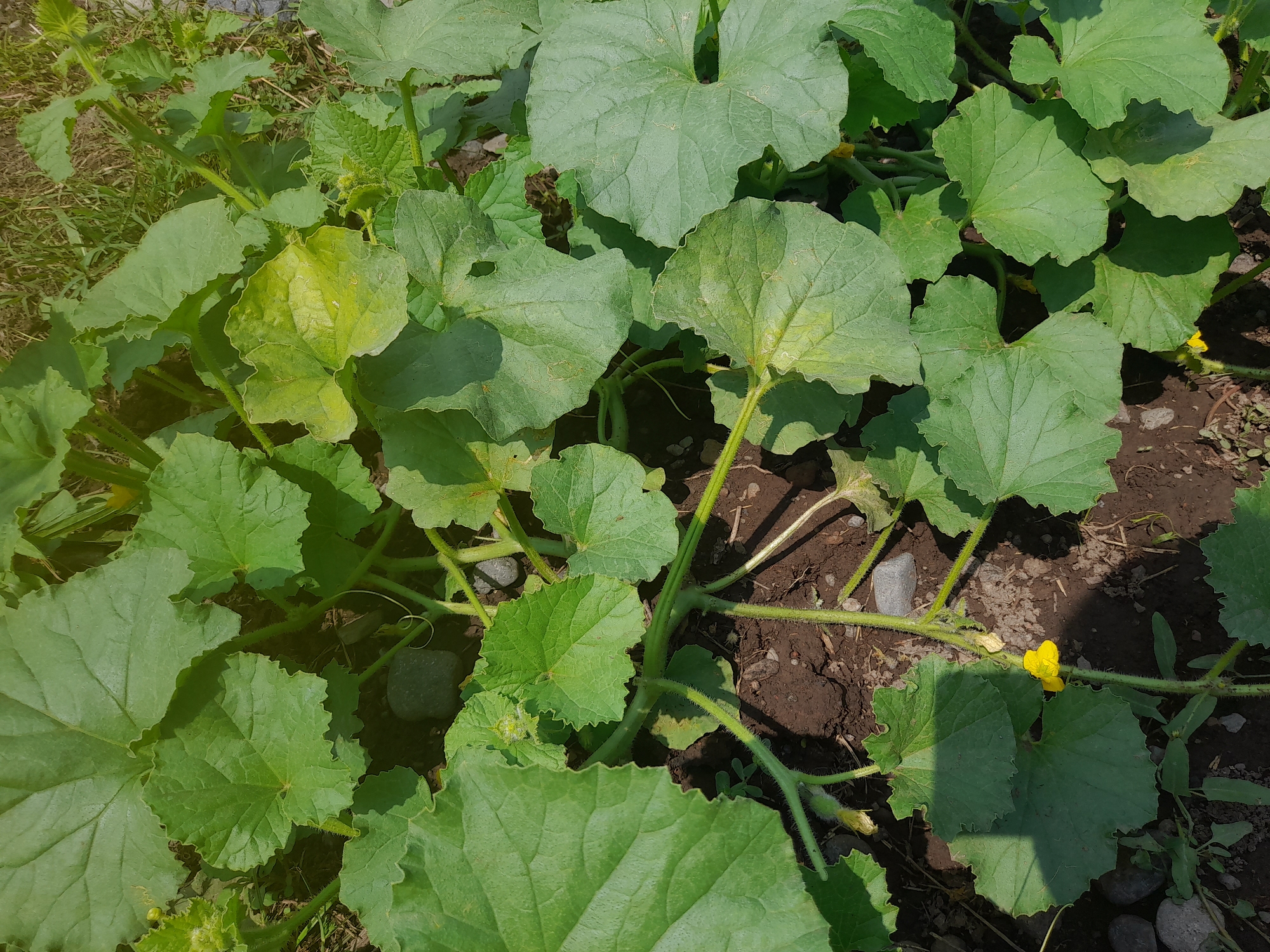 A close-up, high-angle, natural light photograph shows a patch of cantaloupe plants growing in dark, rich soil. The plants are characterized by large, green, lobed leaves with serrated edges and fuzzy stems. Several yellow cantaloupe flowers are visible, some in bloom and others forming small fruits. The scene is set outdoors, with the ground covered in soil, small stones, and some dry grass and weeds. The image does not depict any people or human activity.