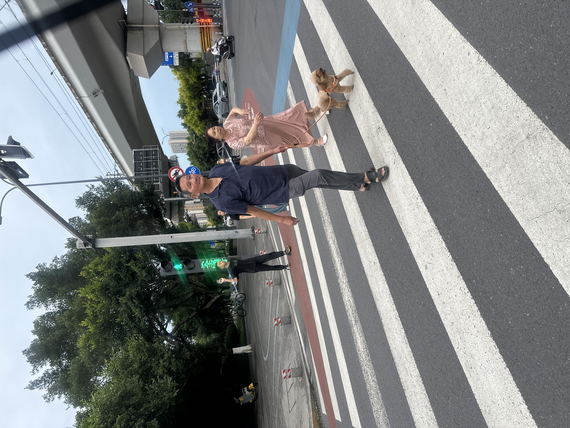 In Chongqing High-tech Zone, China, an older Chinese couple is walking their small, light brown poodle across a pedestrian crosswalk. The man, wearing a dark blue checkered polo shirt and gray pants, walks ahead of the woman, who is dressed in a light pink dress and white sandals. The dog is on a leash. They are crossing a multi-lane street under an overpass. A traffic light is visible and is green. In the background, vehicles are present, including cars, a motorcycle, and bicycles. Trees and buildings line the street, and a cloudy sky is overhead.