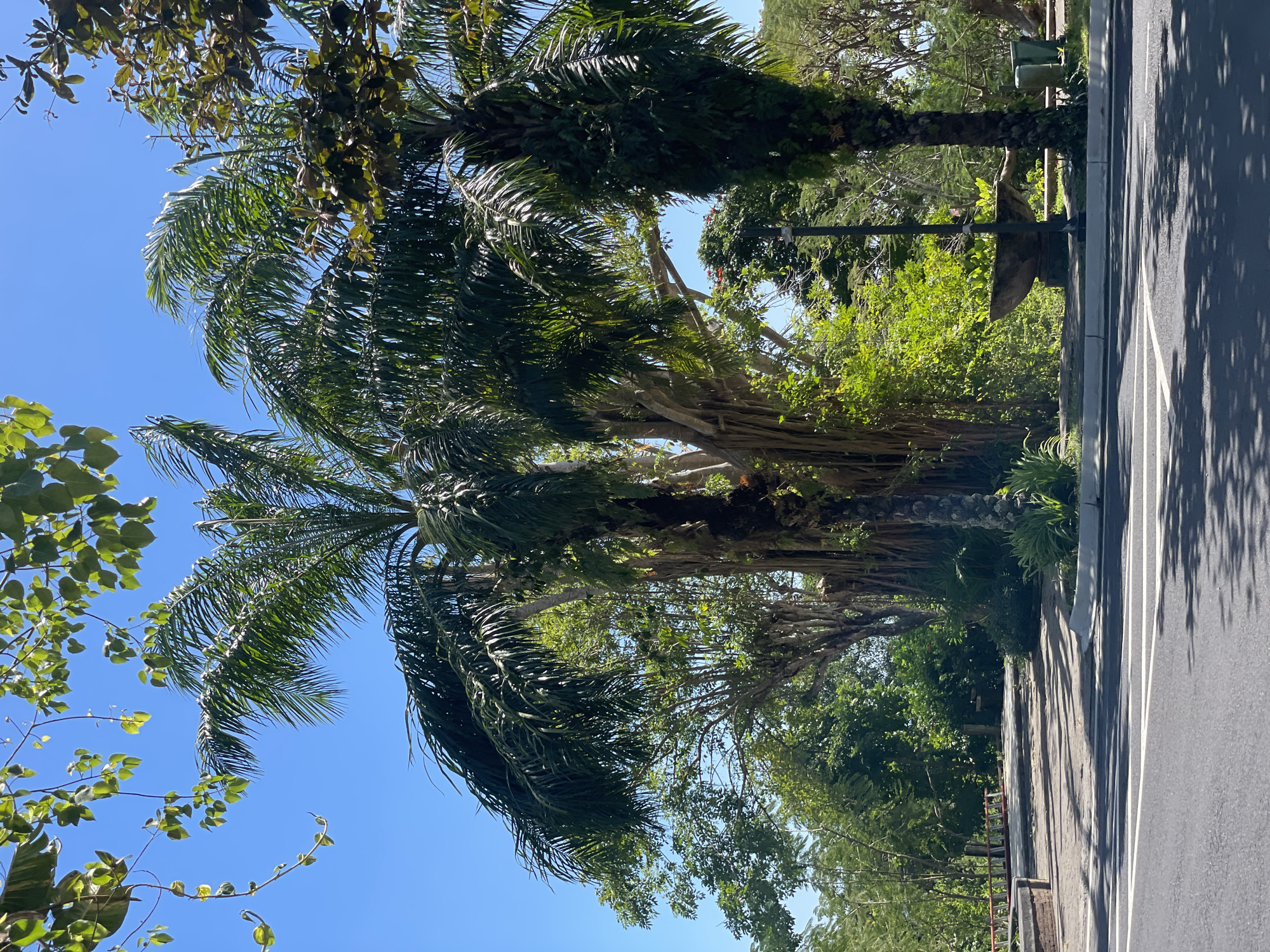A clear, bright, sunny day is depicted with a brilliant blue sky overhead. The scene is dominated by lush tropical vegetation. In the foreground, a paved road with white lane markings runs horizontally across the frame, with shadows from unseen objects cast upon it. Adjacent to the road is a gray concrete curb. Behind the curb, a paved walkway or pathway leads into the lush greenery.
Prominently featured are several large palm trees, their fronds reaching towards the sky. One very large tree, possibly a banyan tree, displays numerous aerial roots hanging down, creating a dense, textured mass. To its right, another palm tree stands tall, covered in climbing vines. The background is filled with a dense array of various green trees and plants, some with broad leaves, others with smaller foliage.
In the middle ground, to the right of the large banyan-like tree, is a large, weathered stone planter containing vibrant green plants. A black lamp post stands in front of the planter. Further back, on the left side of the scene, a red railing is visible along the edge of the walkway, supported by brick structures.
The overall impression is one of a tropical, well-maintained outdoor space, likely a park or garden area within a resort or public facility in Kuta Selatan, Indonesia, given the prevalence of tropical flora and the clear, sunny weather typical of the region. There are no people visible in the image.