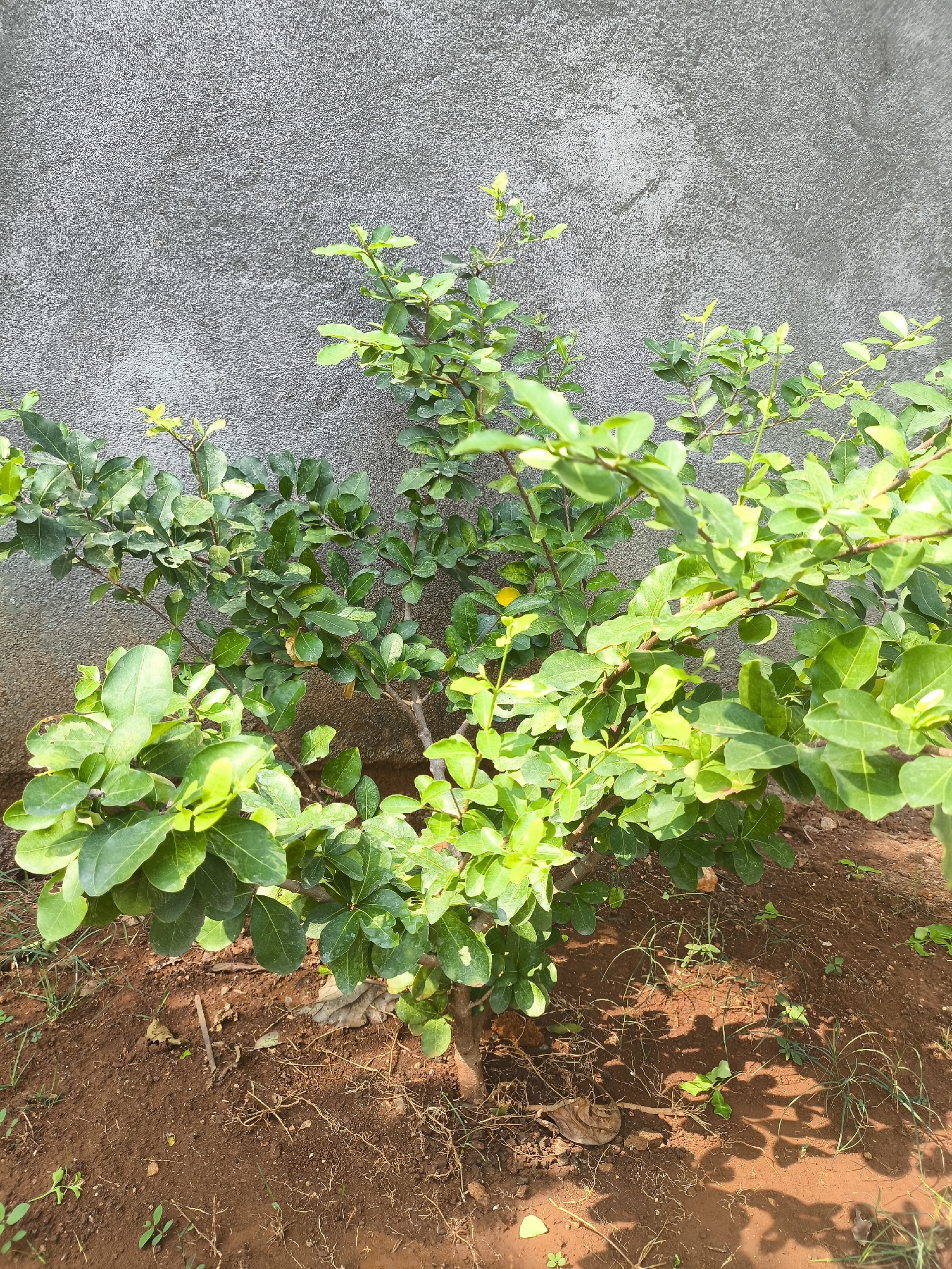 A medium shot depicts a small, leafy green bush with a rough, grey wall behind it. The bush is centered in the frame, its branches extending outwards and upwards, dotted with numerous small, oval-shaped leaves. Some leaves are a brighter green, suggesting new growth, while others are a darker, more mature hue. A few small, yellow fruits are visible nestled among the leaves. The ground in front of the bush is a reddish-brown soil, sparsely covered with dry leaves, twigs, and a few blades of grass. The grey wall, textured and mottled, occupies the upper half of the image, creating a stark contrast with the vibrant greenery of the plant. The lighting suggests it is daytime, with shadows cast by the bush on the ground. There are no people or animals in the frame. The scene appears to be an outdoor setting, possibly a garden or courtyard.