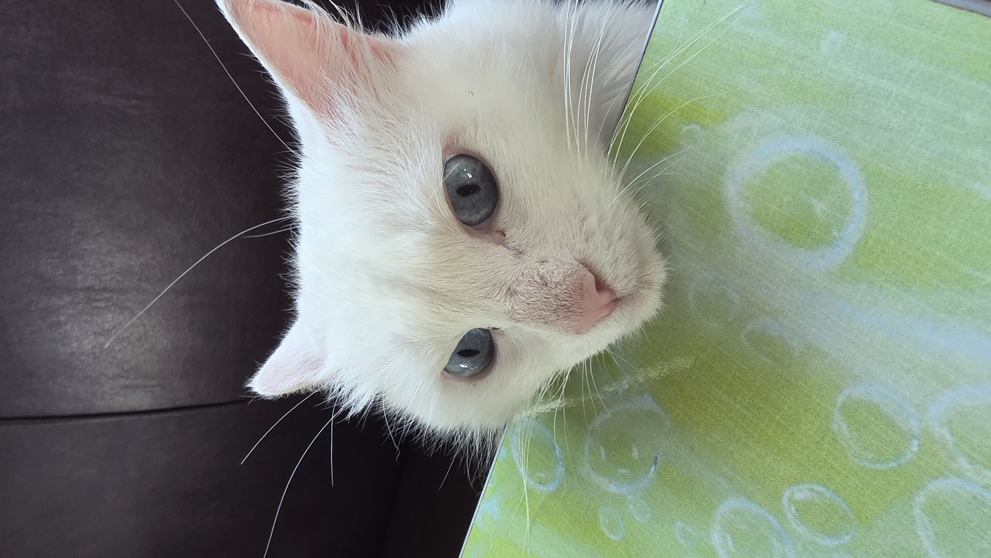 A close-up, vertical shot shows the face of a white cat with striking blue eyes, peeking over the edge of a green and white patterned surface, possibly a book or a box. The cat's fur is fluffy, and its ears are perked. Its nose is pink, and its whiskers are prominent. The background is a dark, possibly leather surface, out of focus. The image does not provide any information about a location in the city of Старошареево, Russia.