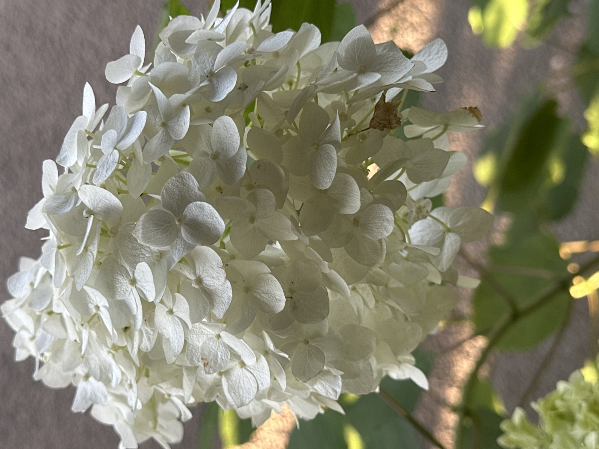 A close-up, shallow depth of field photograph captures a large, spherical cluster of white hydrangea flowers in full bloom. The flowers are delicate and complex, with numerous small petals forming a dense inflorescence. Sunlight dapples through the leaves and flowers, creating bright highlights and soft shadows. The background is a blurred wash of muted brown and green, suggesting an outdoor setting with foliage and a textured surface, possibly a wall or ground. There are no people, animals, or vehicles present. The scene appears to be a still life of a natural element, devoid of any specific geographical markers that would indicate a location in Lobacheve, Ukraine.