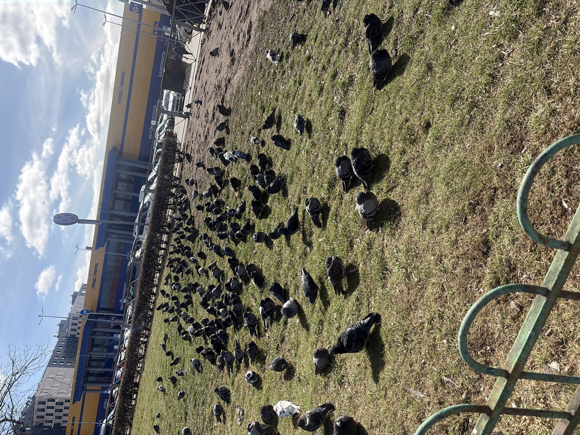 Here is a description of the image:
The scene is an outdoor urban environment in Saint Petersburg, Russia, featuring a grassy area heavily populated with pigeons. The birds are scattered across the grass, which appears to be a mix of green and brown. In the background, a large, yellow and blue building with the name "Lenta" (лента) written in Cyrillic is visible. The signs "гіпер лента" indicate that this is a hypermarket. Cars are parked along the side of the building. A bus stop sign is located to the left of the building, and a no-stopping sign is visible on a pole, along with a few bare trees.
The sky is blue with scattered clouds. A green metal fence is in the foreground.