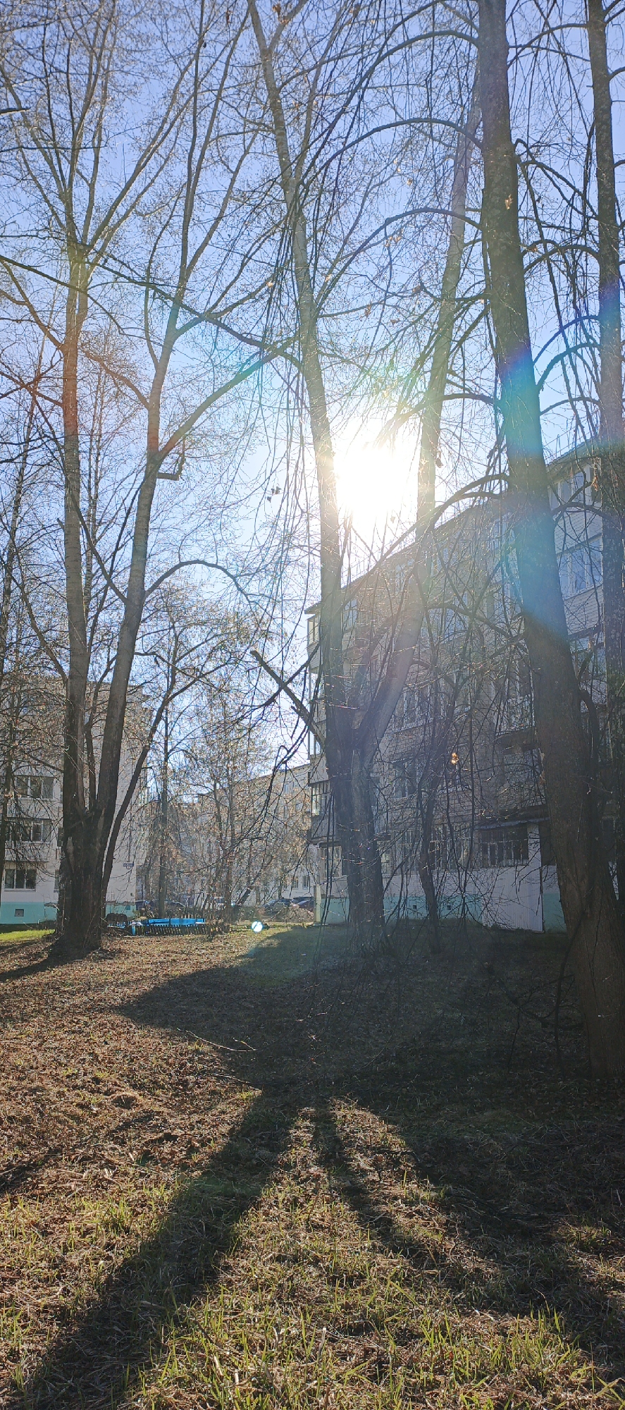 The image depicts a grassy area interspersed with fallen leaves and tree shadows, with several bare trees in the foreground and middle ground. Sunlight filters through the trees, creating lens flare. Behind the trees, partially obscured, are multi-story residential buildings. In the distance, a blue structure (possibly playground equipment or a bench) is visible. The scene appears to be in a residential area, likely in the city of Chaikovsky, Russia, based on the assumption provided. No people are visible in the image. The environment suggests early spring or late autumn.