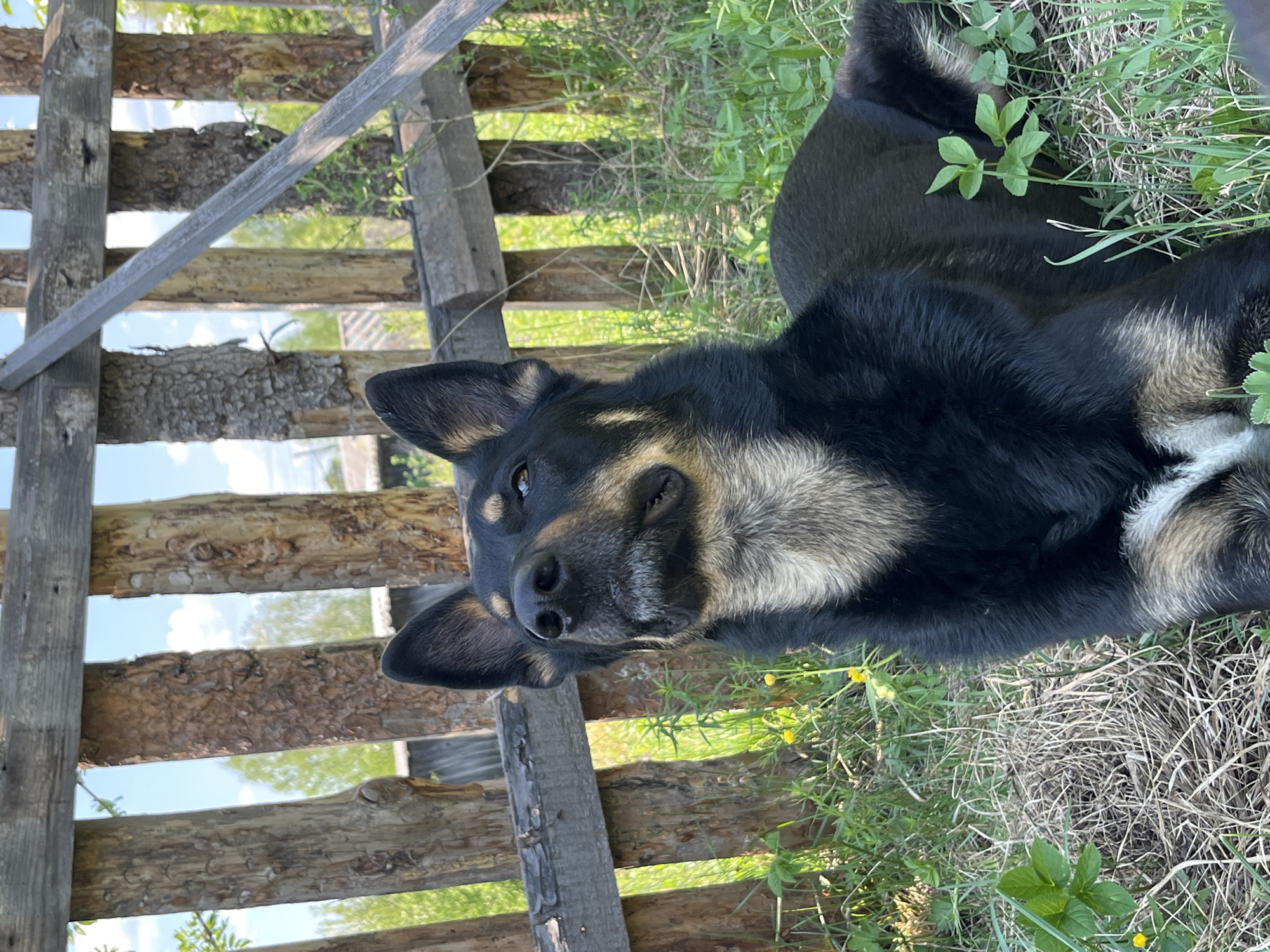 The image shows a dog lying on the grass near a wooden fence. The dog is black with tan markings on its face and chest. The fence is made of rough-hewn wood and appears to be old. The grass is green and there are some weeds growing in it. The location is unknown and can not be determined from the image.