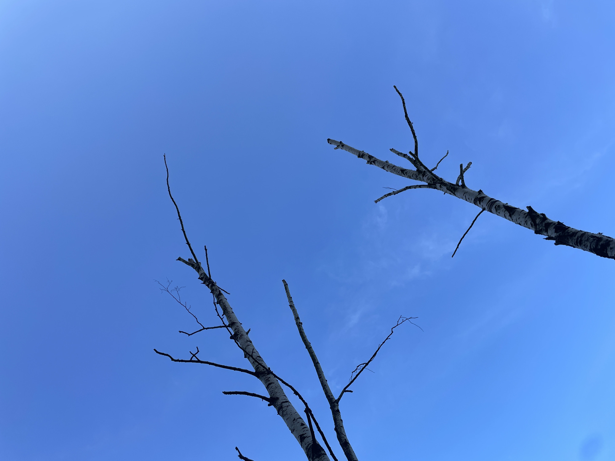 The image shows the silhouette of two bare birch trees against a clear blue sky with faint wisps of clouds. The perspective is looking upwards from the base of the trees. The trees are leafless, with thin, dark branches extending out. The bark of the trees is distinctly white with dark markings, characteristic of birch trees. The sky is a vibrant, uninterrupted blue, suggesting daytime. There are no people or other objects visible in the scene. The overall impression is one of stark natural beauty, with the trees reaching towards the sky.