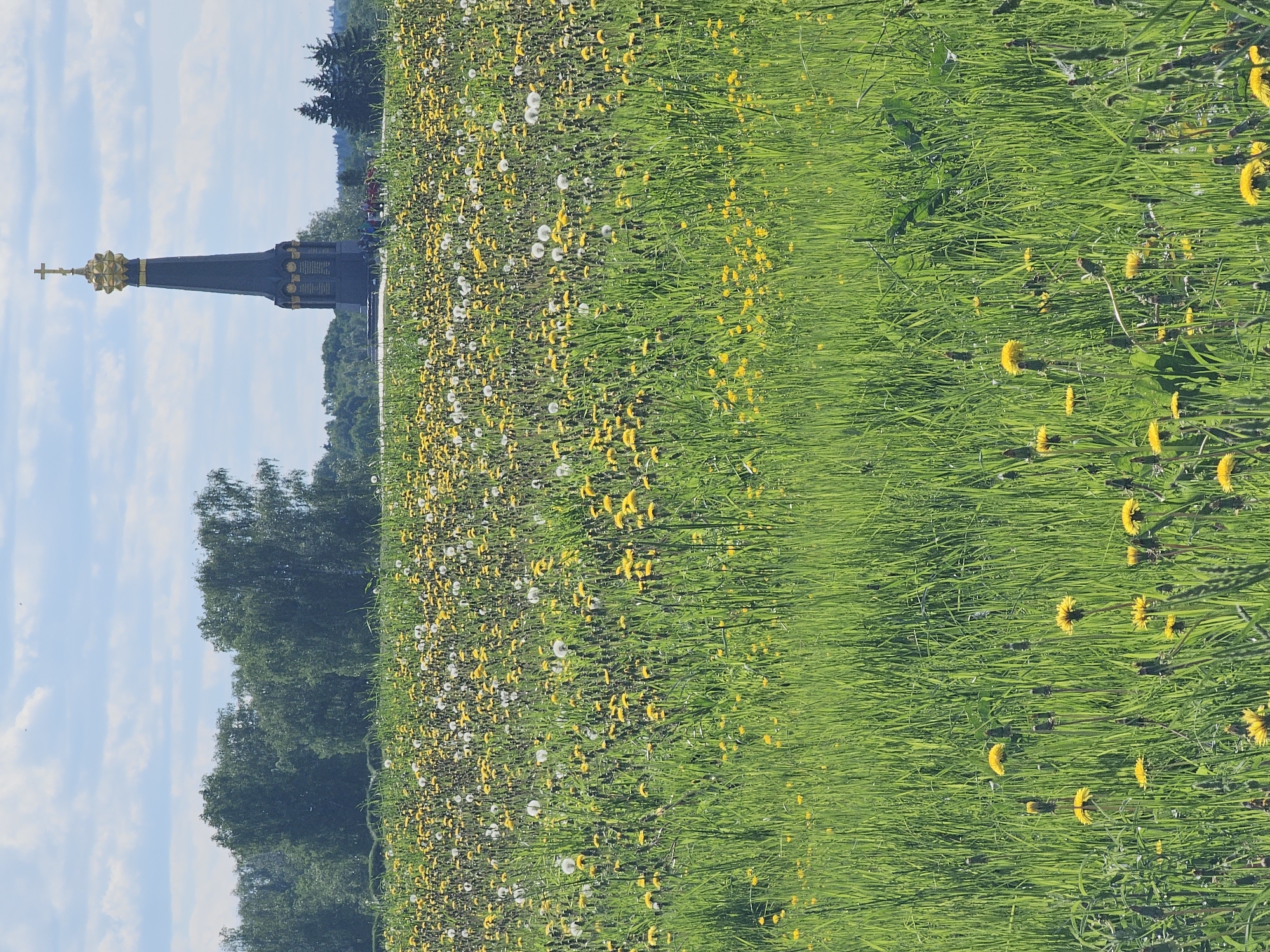 The image shows a field of dandelions in Borodino, Russia. A tall, black monument topped with a gold cross stands in the background. The monument is likely a memorial, perhaps related to the Battle of Borodino. The sky is blue with light clouds. Trees border the field. The image captures a sunny day in a peaceful location with a historical monument.
