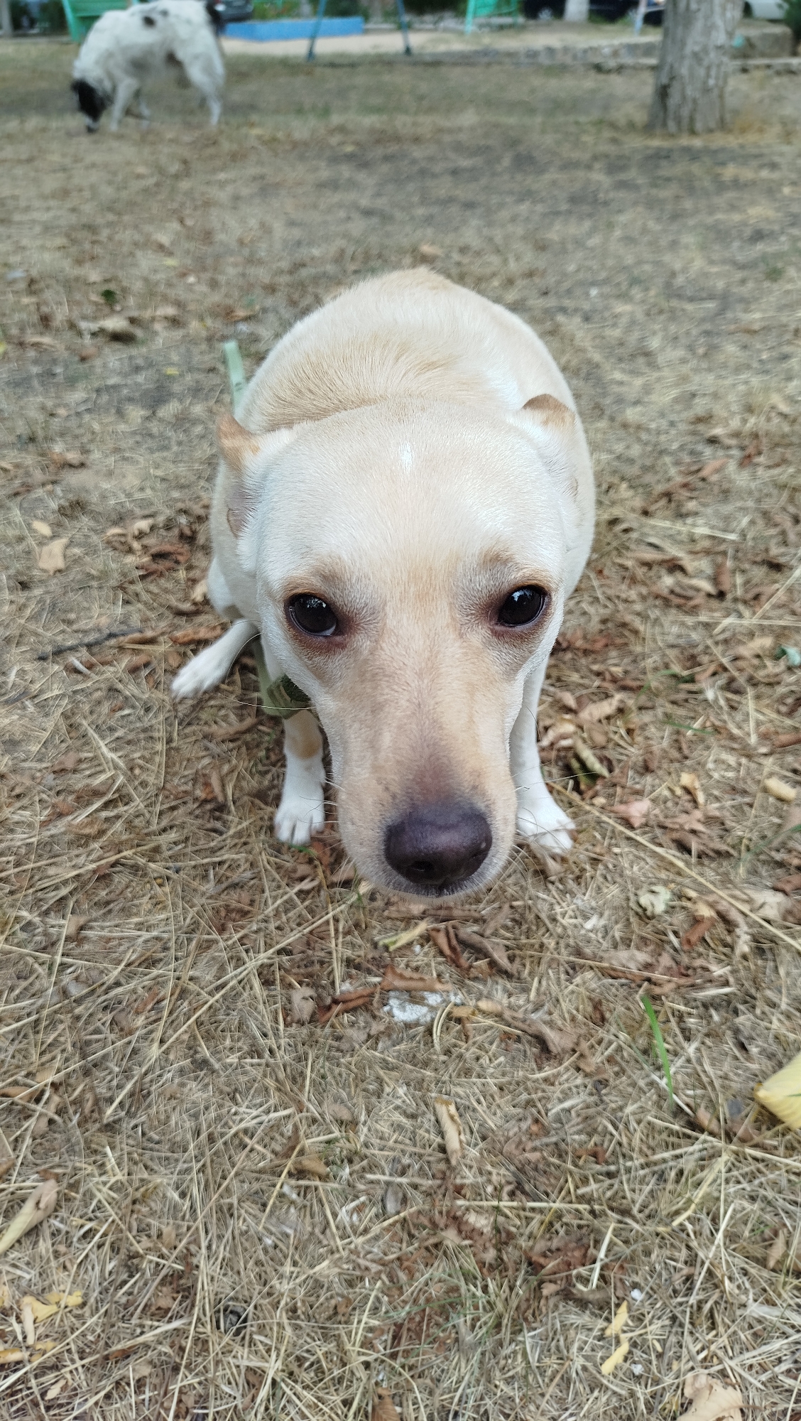 A tan dog is positioned in the center of the frame, looking directly at the camera. The dog is on all fours, with its head tilted slightly down. Its fur is short and light-colored, and it has dark eyes and a dark nose. The dog appears to be wearing a green collar. The ground beneath the dog is covered in dry grass and scattered leaves, suggesting an outdoor environment, likely a park or wooded area. In the background, another dog, larger and white with black markings, is visible in the upper left quadrant of the image, also on the ground. The background is slightly blurred, but hints of trees and structures can be seen. The overall setting is likely a park in the city of Pivdennoukrainsk, Ukraine, given the context.
