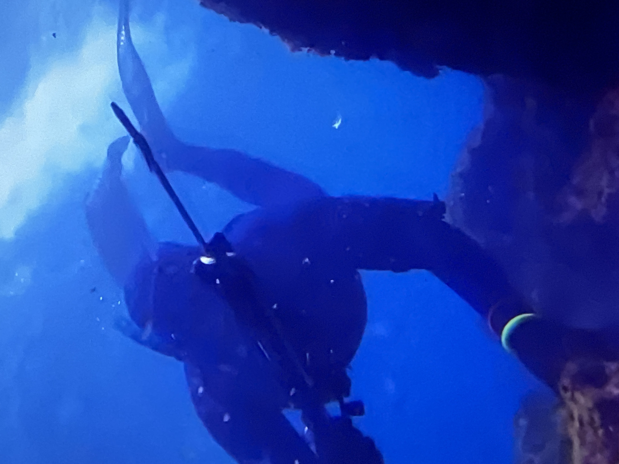 A person in a dark wetsuit, wearing a mask and fins, swims underwater, holding a speargun. The person has a bright green band on their left arm. The environment is a vibrant blue with rocky formations visible. There are small specks of light in the water, possibly air bubbles or debris. The image is grainy and taken from a low angle. The location is not determinable from the image itself.