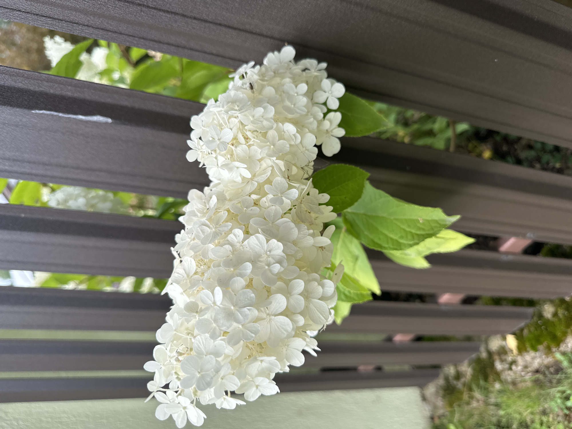 A cluster of white hydrangea flowers hangs from a branch, with a dark brown metal fence in the background. The flowers are dense and appear to be in full bloom. The fence has vertical slats, and through the gaps, glimpses of green foliage and the out-of-focus background can be seen. The ground beneath the fence appears to be covered in grass and some moss. The image appears to be taken outdoors on an overcast day, judging by the lighting. There are no people or animals visible in the frame. The scene is likely from a residential or garden setting.