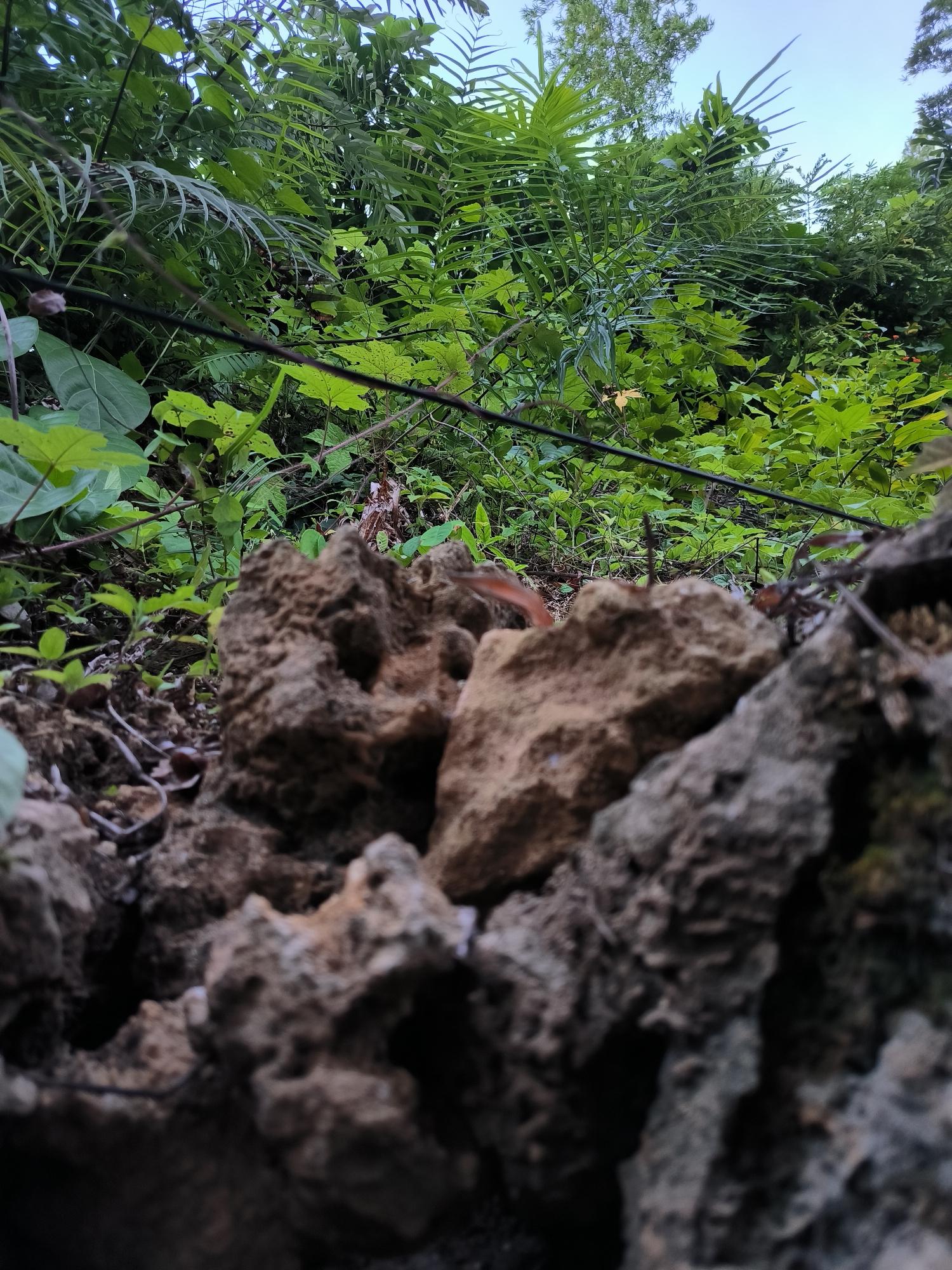 This is an outdoor scene, likely in a natural or semi-natural area. The foreground is dominated by rough, irregularly shaped rocks with varying shades of brown and grey. Some appear to have moss or other organic growth. Behind the rocks is dense vegetation including ferns, various leafy plants, and possibly branches or thin tree trunks. A dark, possibly electrical wire, is visible running horizontally through the mid-ground vegetation. The background features more foliage, possibly forming part of a forest or heavily vegetated area, with glimpses of sky visible at the top. The location cannot be confirmed to be in Lhokseumawe, Indonesia, without additional information.