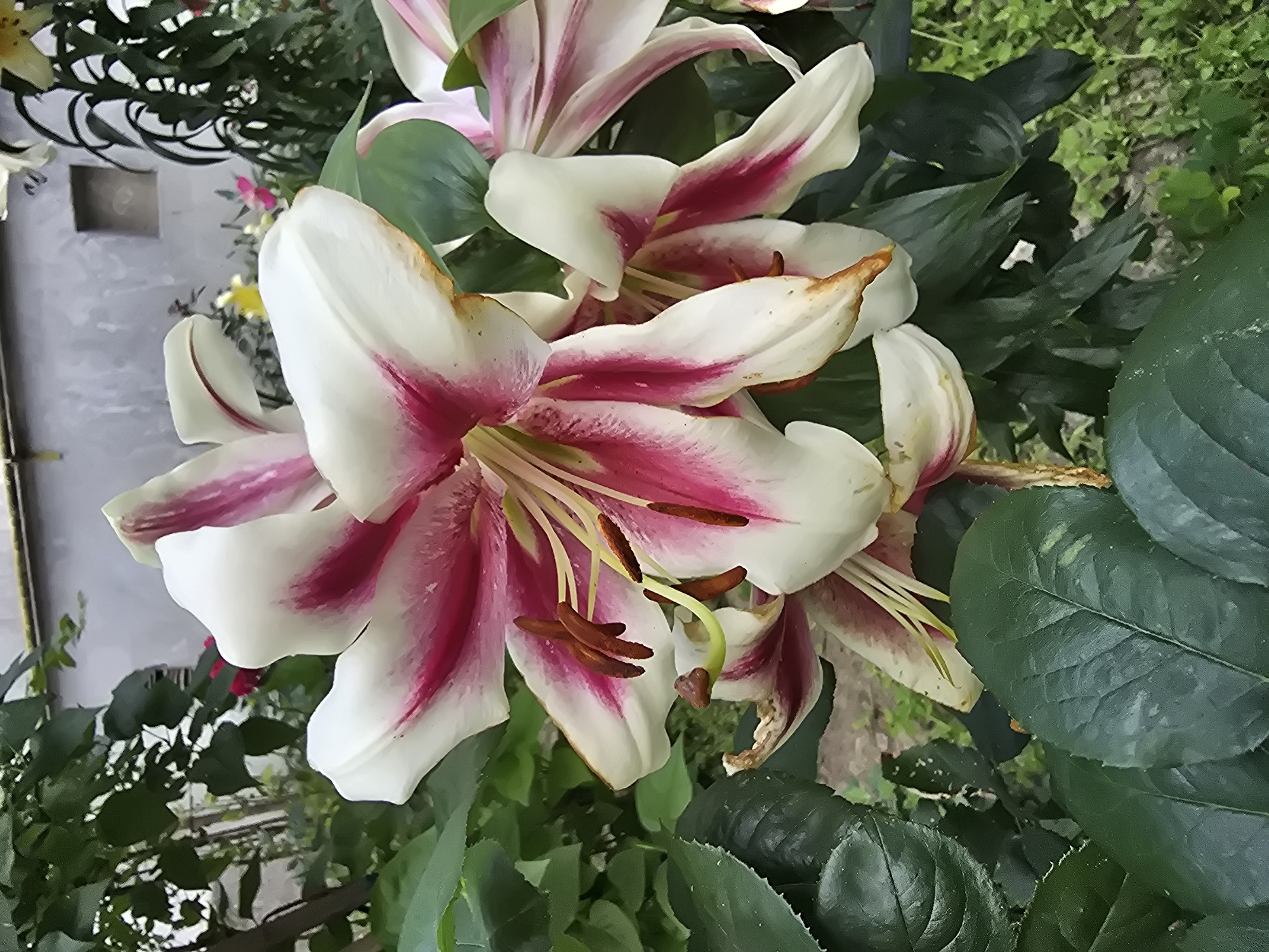 The image depicts a close-up view of several white lily flowers with pink streaks, likely in a garden setting. The flowers are in various stages of bloom, with prominent stamens and pistils. Lush green foliage surrounds the flowers. In the background, a light-colored building with a window is visible, along with a fence or railing. The overall scene suggests an outdoor environment, possibly a residential garden in Vyshneve, Ukraine. There are no people or animals present in the image.