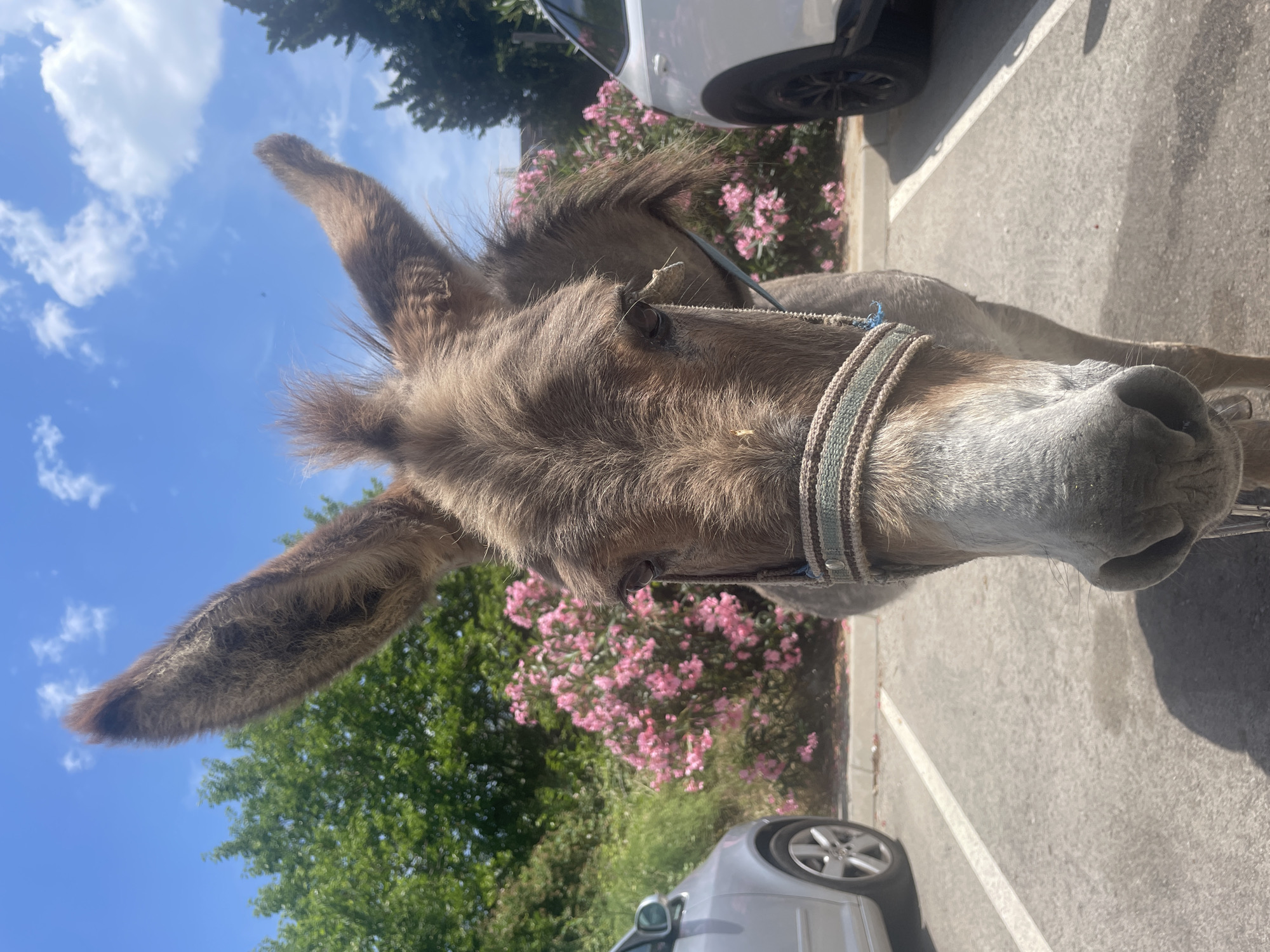 A donkey stands in a parking lot in Bar, Montenegro, facing the camera. The donkey is gray with a halter around its neck. Behind the donkey is a bush with pink flowers. To the left of the donkey is a silver car, and to the right is a white car. The sky is blue with some white clouds.