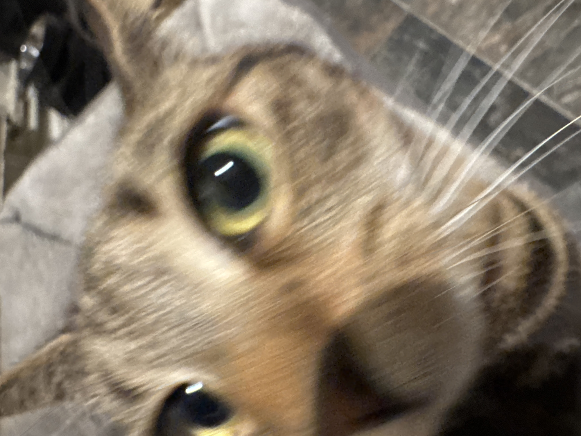 A close-up, blurred image shows the face of a tabby cat. The cat's eyes are large and yellow-green with black pupils. The fur is striped in shades of brown and tan. White whiskers are visible on the right side of the image. The background is out of focus, but appears to be a mix of gray and dark colors. No location information is ascertainable from this image.