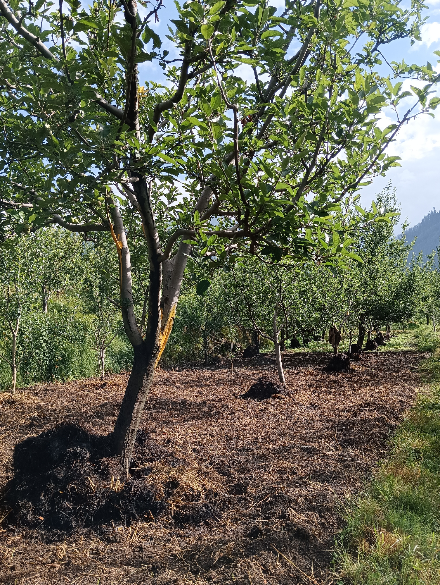 An outdoor, ground-level, medium shot captures an orchard in Shanag, India, under a partially cloudy sky. The foreground is dominated by a young apple tree with light-colored bark, marked with yellow paint on its trunk. The ground around the tree is covered in mulch, a mixture of dried straw and dark soil, with some mounds of soil also present. Several other young apple trees are visible in the middle ground, planted in rows. In the background, a lush green hillside rises, leading to a mountain range shrouded in mist. The scene suggests agricultural activity and a natural, rural environment.