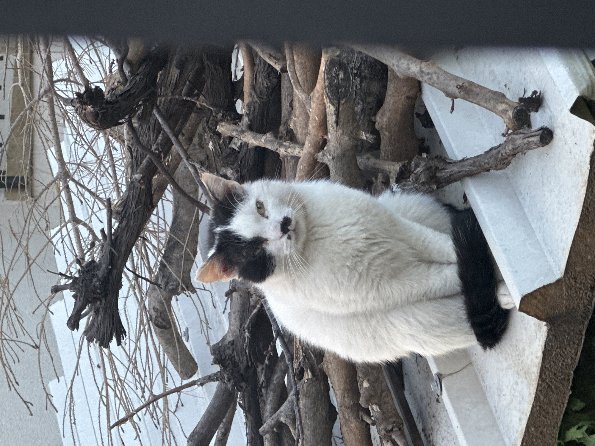 A black and white cat is perched on a white surface amongst bare branches and tree trunks. The cat is facing the camera, with its body curled up. The branches partially obscure the cat. The location appears to be outdoors, possibly near a building. The image was taken in the city of Budva, Montenegro.