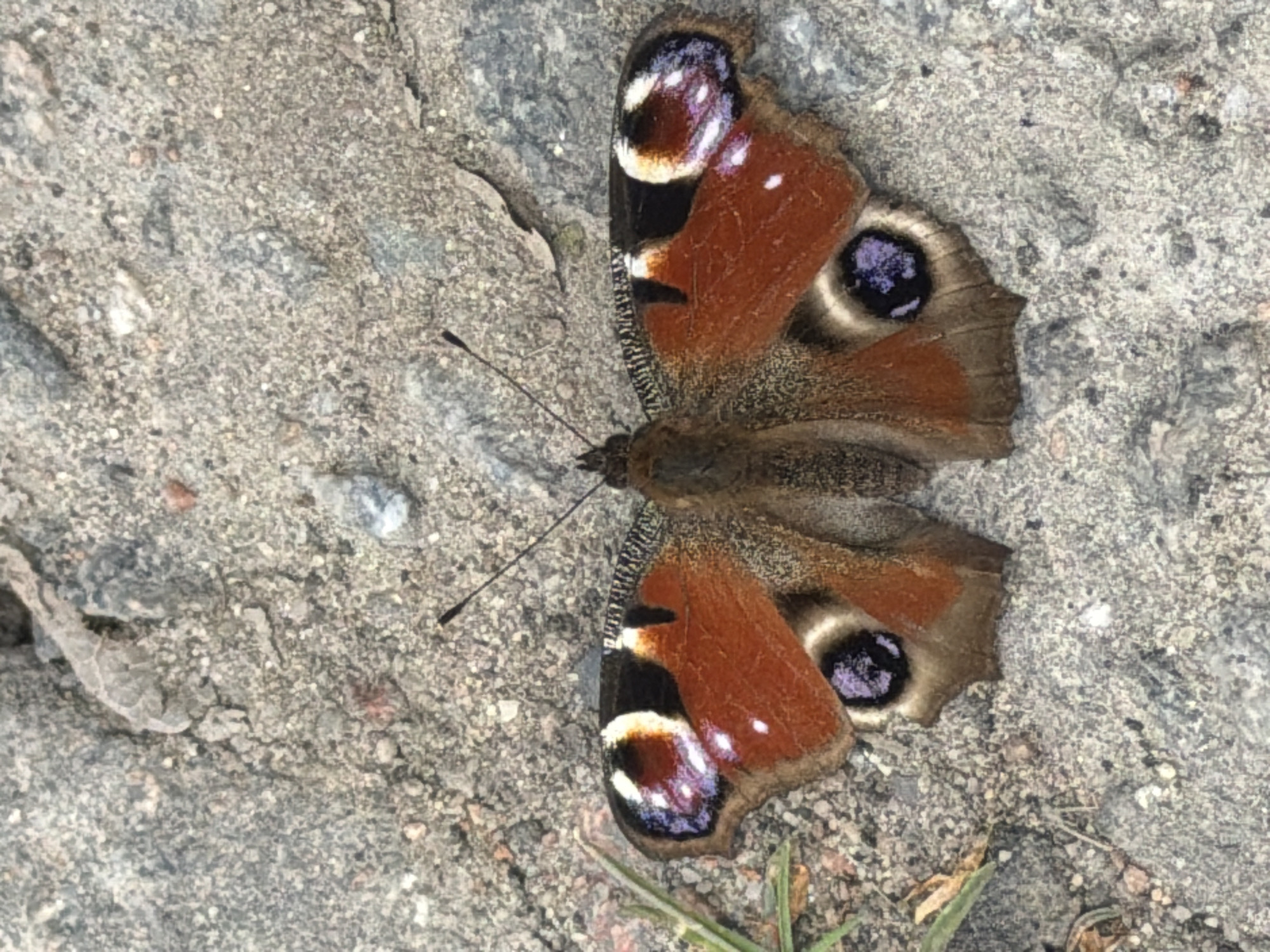 A Peacock butterfly rests on a rough, gray concrete surface. Faint green blades of grass are visible at the bottom right of the frame. The butterfly's wings are predominantly brown and orange, with distinctive eye-like markings featuring black, white, and purple hues. No people are present. The location is not discernable from the image.