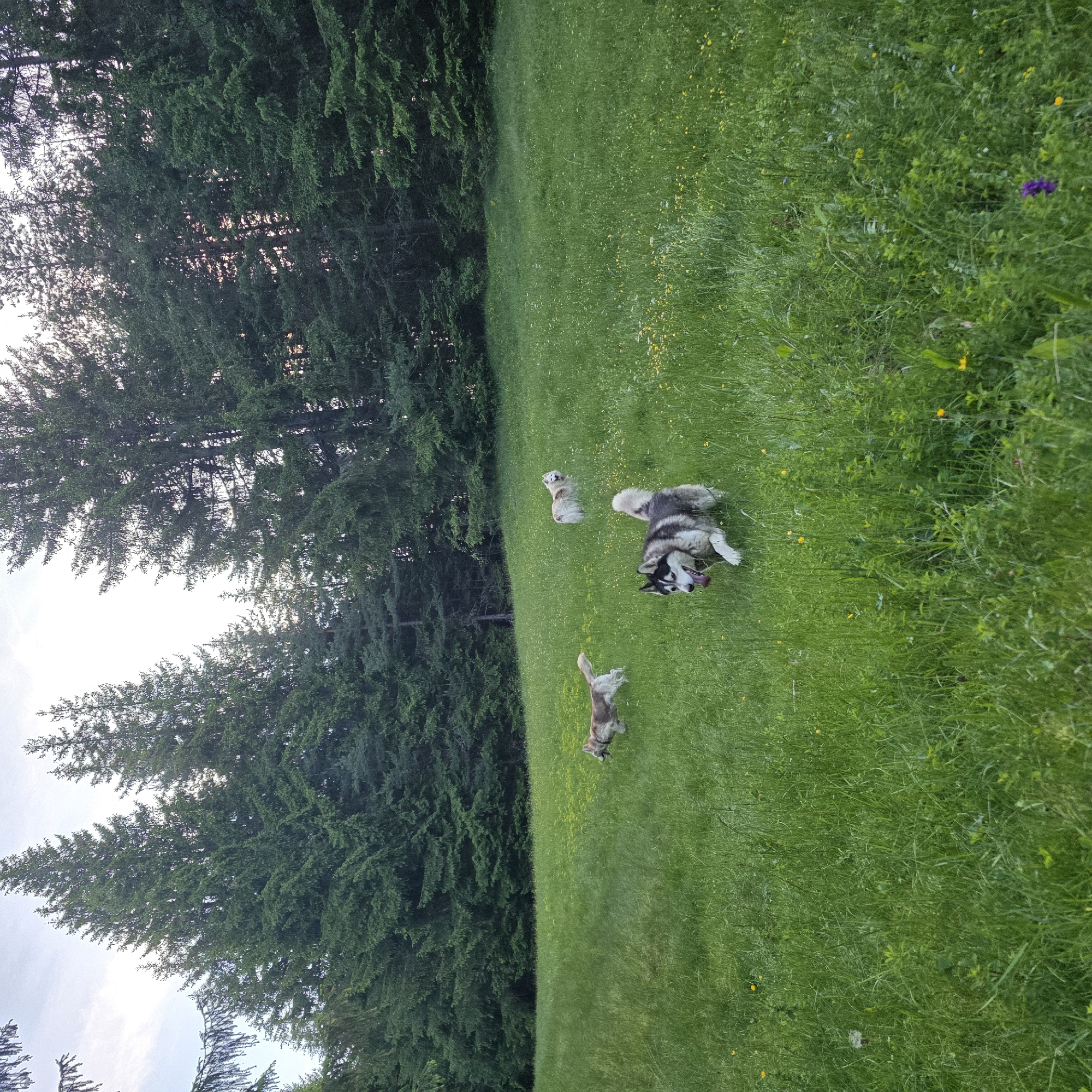 The image depicts a grassy meadow at the edge of a dense coniferous forest. Four Siberian Huskies are present in the meadow. Two of the dogs are in motion, one in the foreground with its tongue out, appearing to be running forward, and another further back on the left also running. Two other dogs are standing further into the meadow. The grass is long and green, dotted with small yellow and white wildflowers. The trees are tall and dark green. The sky is overcast with some lighter patches. There is no indication of the specific location within Smolevo, Bulgaria, other than it being an outdoor, natural environment.