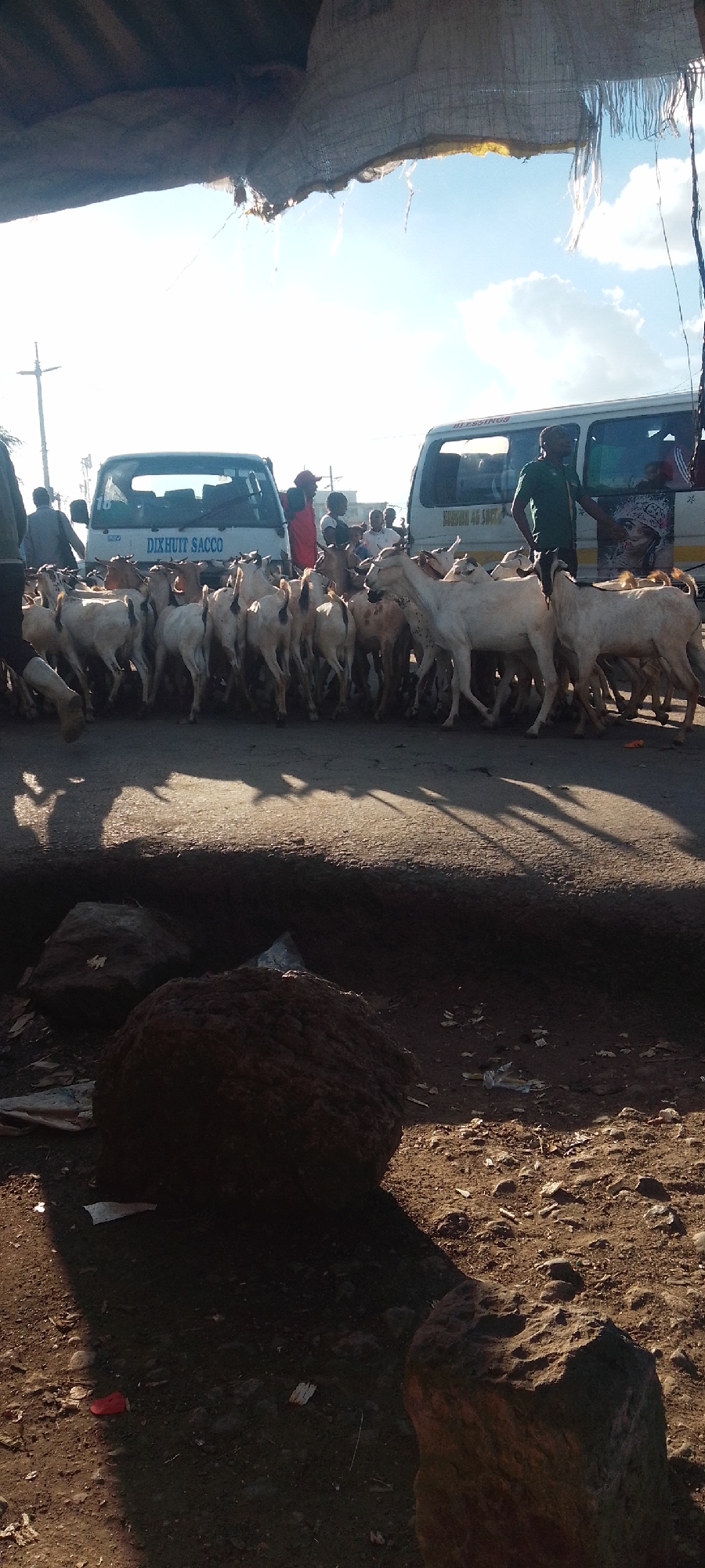 The scene is a busy Nairobi street where a large herd of goats is crossing the road, effectively stopping traffic. Two white minibuses are visible, one labeled "DIXHUIT SACCO" and the other with "BLESSINGS" on the front. People are standing near the vehicles, some appearing to herd the goats, while others seem to be simply observing. The foreground shows rough terrain with large rocks. The sun is bright, casting shadows across the road. A makeshift awning provides shade in the top left corner.