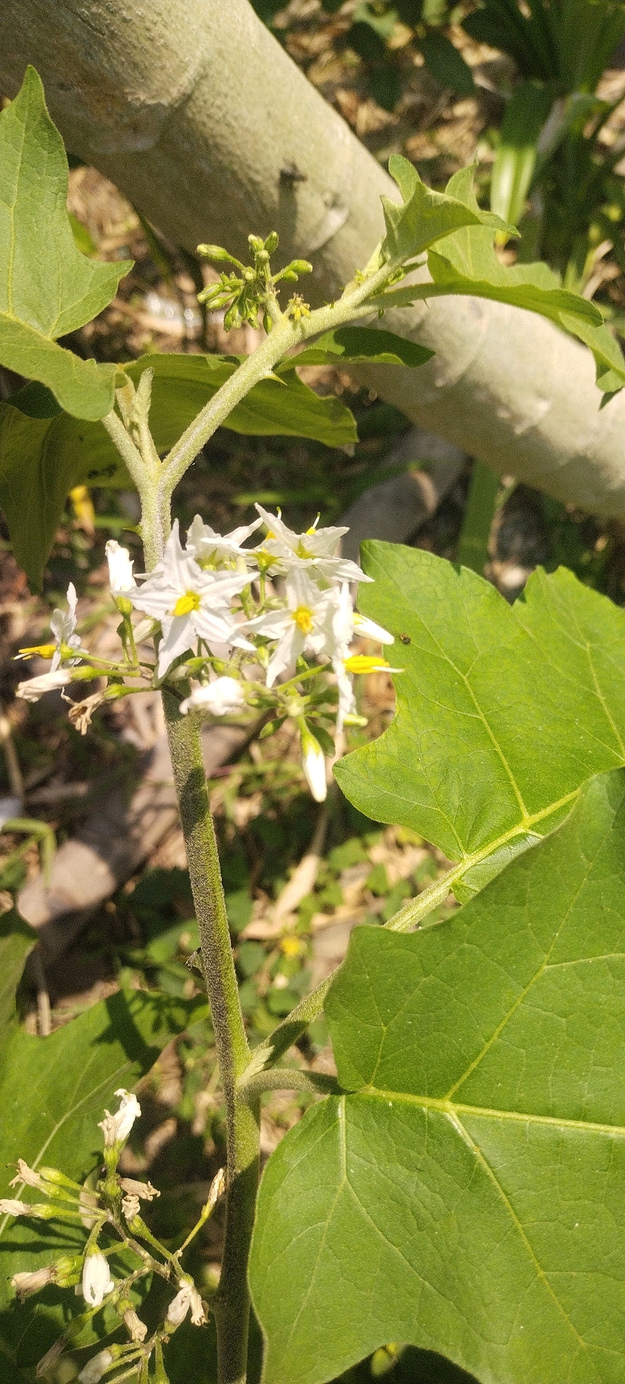 A close-up, sunlit photograph captures the detailed texture and structure of a plant in Daleman, Indonesia. The foreground is dominated by a thick, fuzzy, green stem with small thorns. Several white, star-shaped flowers with yellow centers bloom from this stem, some in clusters and others individually. Some flowers appear to be fading, with dried petals. Larger green leaves, with prominent veins and slightly lobed edges, frame the central subject. In the background, a blurred, light-colored tree trunk runs diagonally across the upper portion of the frame, with further out-of-focus green foliage and dappled sunlight on the ground. A tiny black insect is visible on one of the large green leaves in the lower right quadrant. The overall impression is one of natural growth and detailed botanical observation.