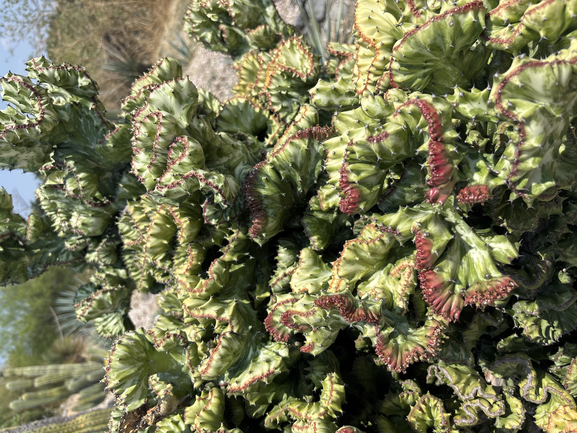 The image shows a close-up of a succulent plant, possibly a crested euphorbia, featuring green and white variegated leaves with red or pinkish edges. The plant is dense and textured, with small thorns along the edges of the leaves. The background includes other desert vegetation and a glimpse of the sky. The location is likely Tehuixtla, Mexico, based on the context.