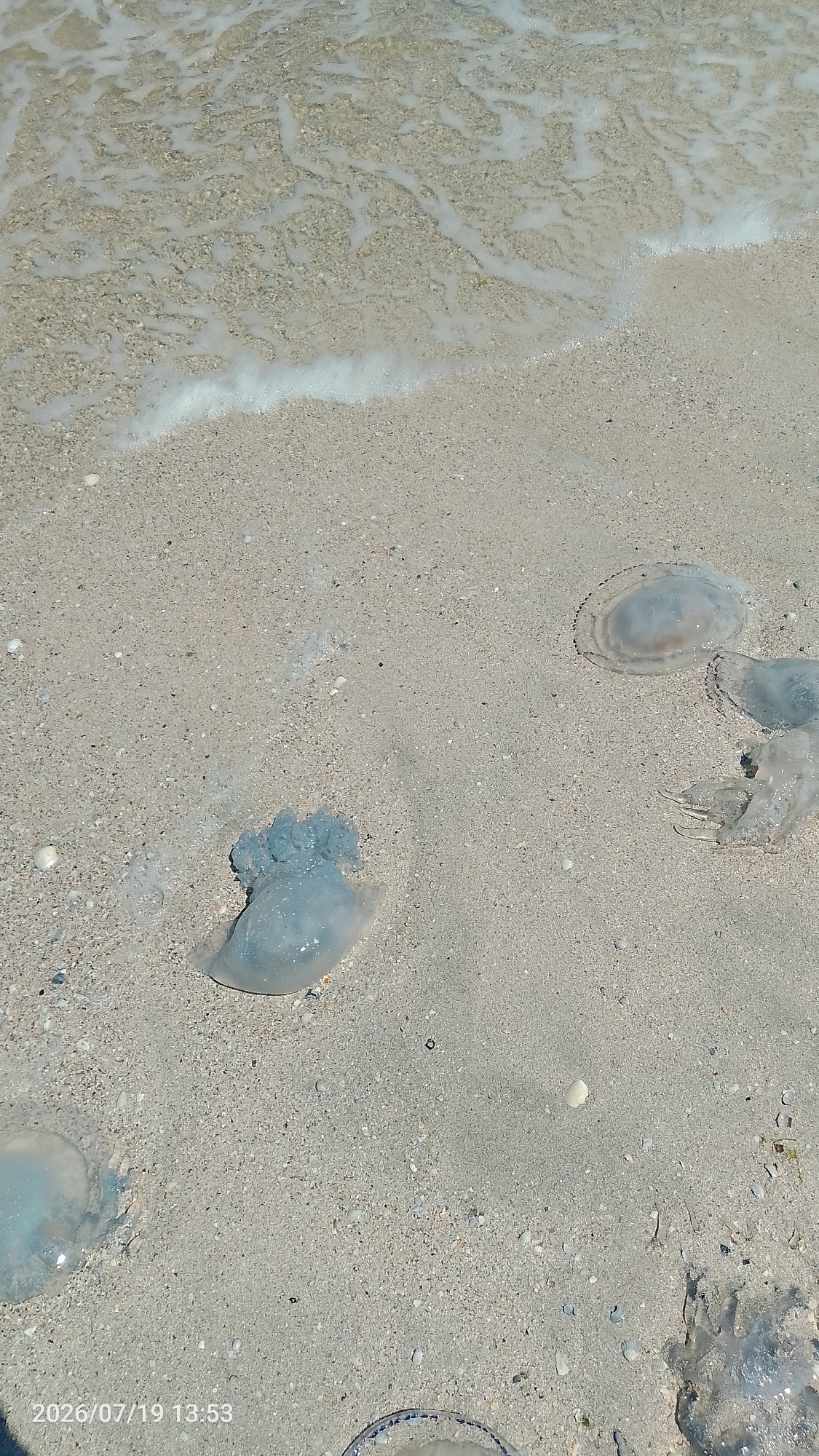 The image shows a sandy beach with several jellyfish washed ashore. The water is clear and calm, with a gentle wave lapping at the sand. The sand is light brown and sprinkled with small shells and pebbles. A timestamp in the bottom left corner reads "2026/07/19 13:53". The location is identified as Mysske Rural Settlement, Ukraine.