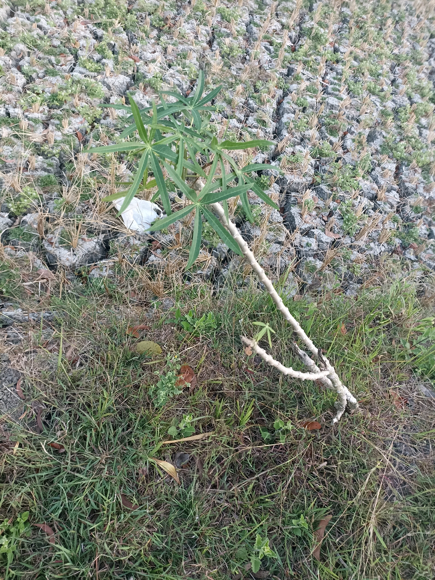 An overhead view captures a small, green plant with palmate leaves growing from cracked, dry earth in Kedungwaru, Indonesia. The plant is partially supported by a thin, pale stem that branches near its base. Surrounding the plant is a patch of dry, yellowed grass with scattered brown leaves. In the background, the cracked earth is covered with sparse green vegetation and straw-like debris. A crumpled white piece of trash is visible nestled among the dry elements.