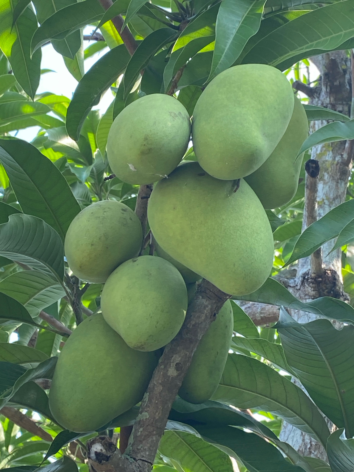 In the city of Pantai Gading, Indonesia, an image captures a close-up view of several unripe green mangoes hanging from a tree branch. The mangoes are in various stages of development and are clustered together amidst lush green leaves. The sunlight filters through the leaves, creating a dappled effect on the fruit and foliage. The tree bark is visible, adding texture to the natural scene. The overall impression is one of abundance and natural growth, showcasing the fruit in its early stages before it ripens.