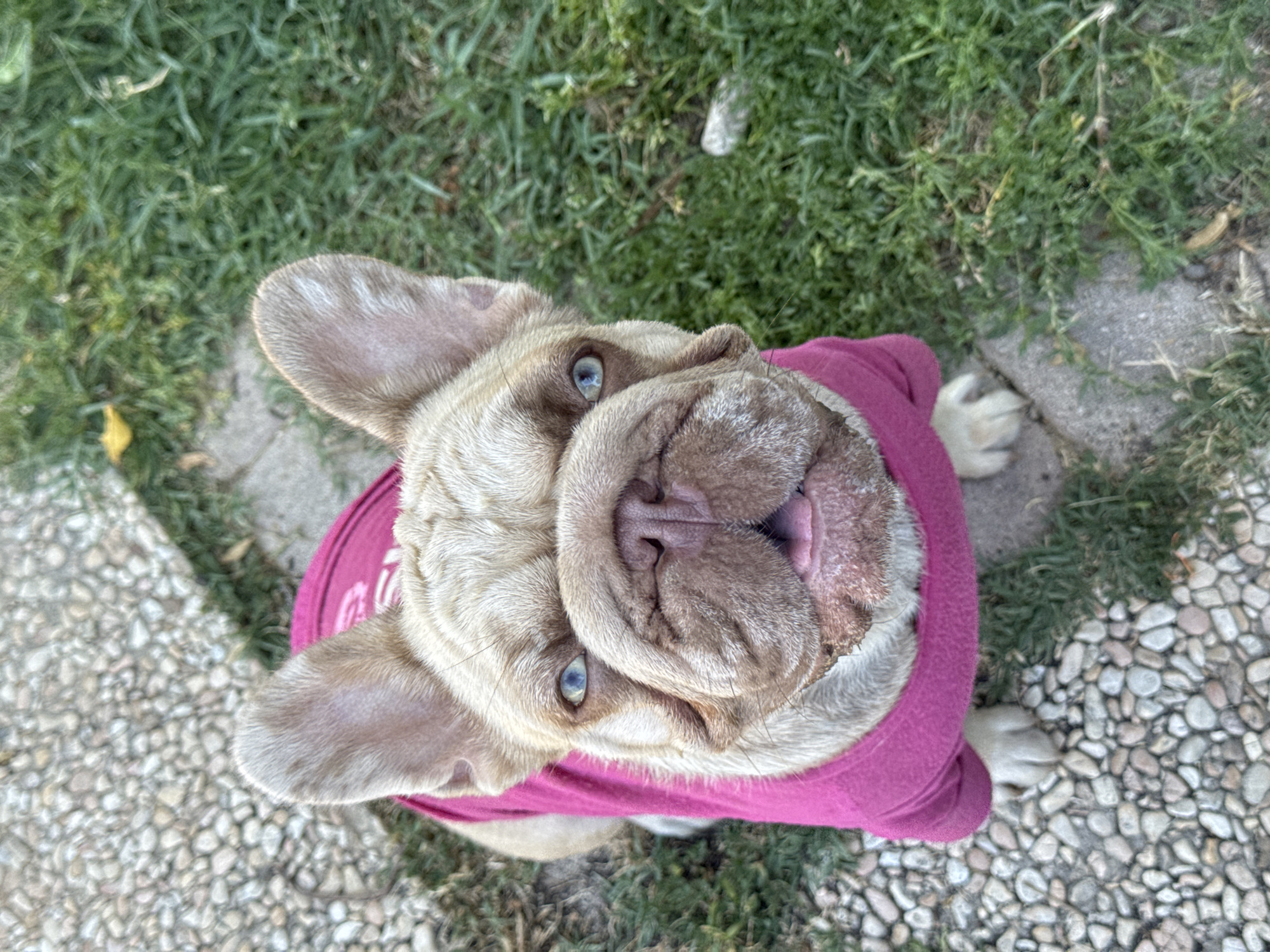 This media file is a top-down, close-up shot of a fawn-colored French Bulldog wearing a bright pink sweater. The dog is lying on a patch of grass, with one of its paws visible on a gravel path. The dog's face is the central focus, with its wrinkled snout and light blue eyes clearly visible. Its mouth is slightly open, revealing its pink tongue and teeth. The background consists of green grass and a gravel area, suggesting an outdoor setting. The lighting suggests it is daytime, likely outdoors. There is no discernible text visible in the image. The overall mood conveyed is one of playful innocence, with the dog appearing to look up at the camera with a curious and endearing expression.