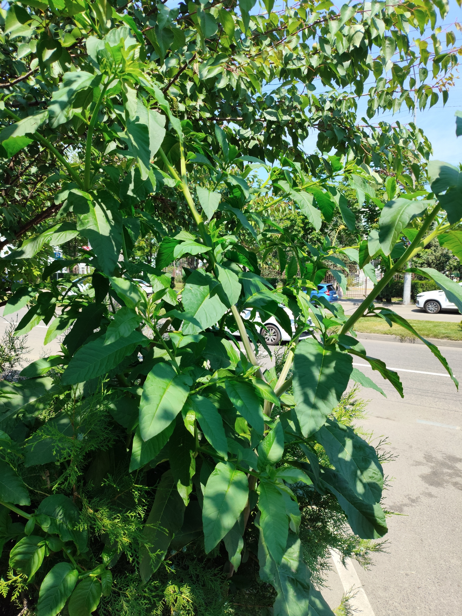 The image depicts a dense cluster of green foliage from a plant with large, pointed leaves, potentially growing along the side of a paved road in Krasnodar, Russia. The plant is a prominent subject, obscuring much of the background. Behind the foliage, a section of a road is visible, with a white line marking a lane. A white car is parked or driving on the road, and further back, a blue car is also visible. A metal fence runs along the edge of the property behind the road. The sky above is blue and clear, indicating a sunny day. The foreground is dominated by the lush green vegetation, with smaller, feathery green plants beneath the larger-leafed ones.