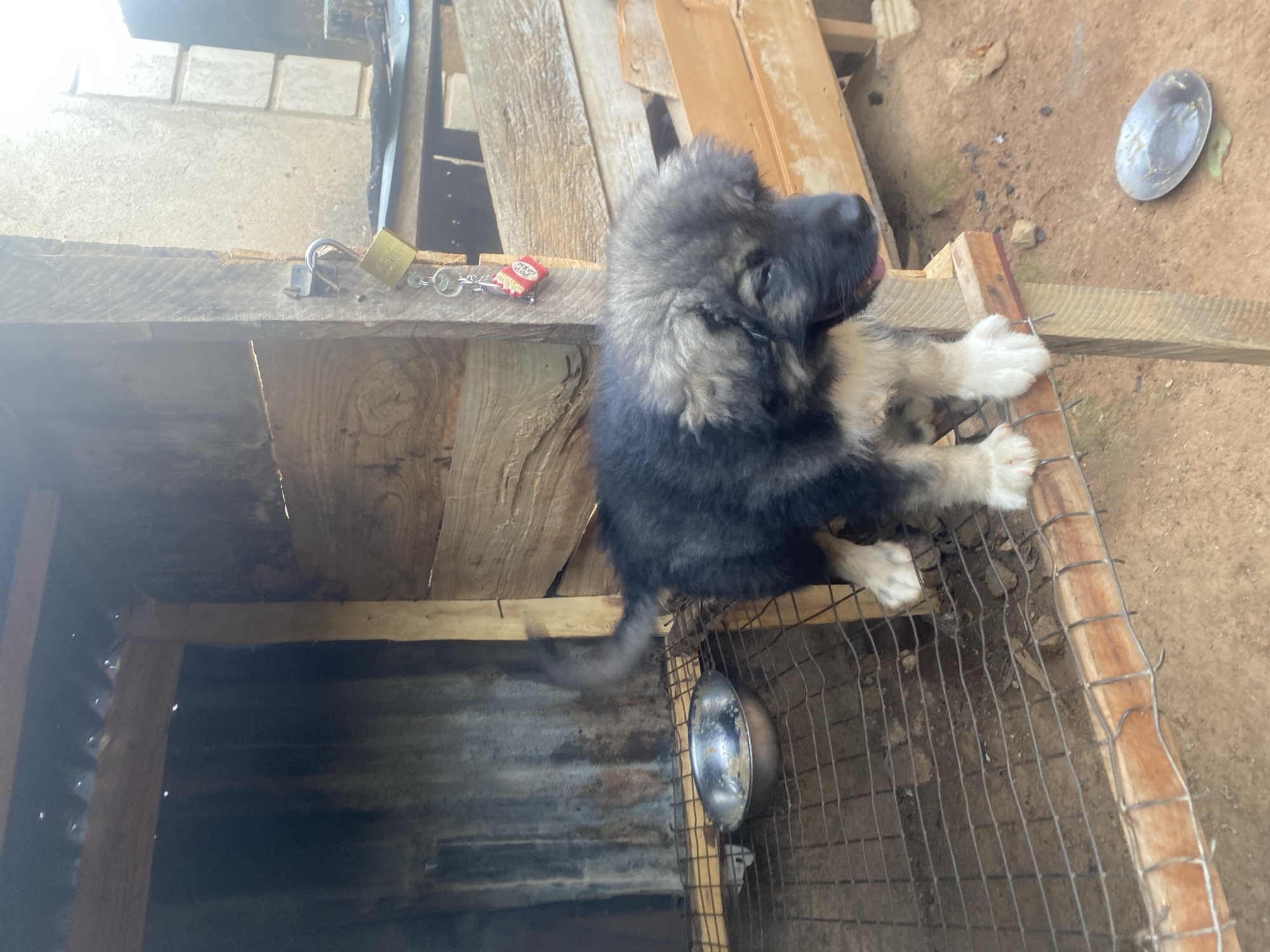 An endearing fluffy puppy, likely a young Caucasian Shepherd or a similar large breed, is captured in a rustic outdoor setting in Bukuru, Nigeria. The puppy, with a thick coat of black, grey, and white fur and distinct white paws, is seen standing on its hind legs, with its front paws resting on the top edge of a simple enclosure. Its head is turned to the right, and a tiny bit of its tongue is visible, suggesting curiosity or mild exertion.
The enclosure appears to be constructed from rough wooden planks and wire mesh, indicating a utilitarian, possibly makeshift, structure. Inside the enclosure, a silver metal bowl, possibly for food or water, hangs from the wire mesh. On the ground outside the enclosure, another overturned silver metal object, possibly a bowl or lid, is visible.
Above and to the left of the puppy, on a wide wooden plank, an unlatched brass padlock with attached keys is placed. Next to the keys is a small, red and white snack bag, with the letters "PnP" clearly visible on its packaging. The surrounding area features dirt ground, more weathered wooden planks forming part of the structure, and in the background, a wall made of concrete blocks can be discerned. The bright lighting suggests it is daytime. The overall scene conveys a simple, natural environment, characteristic of a rural or semi-urban setting.