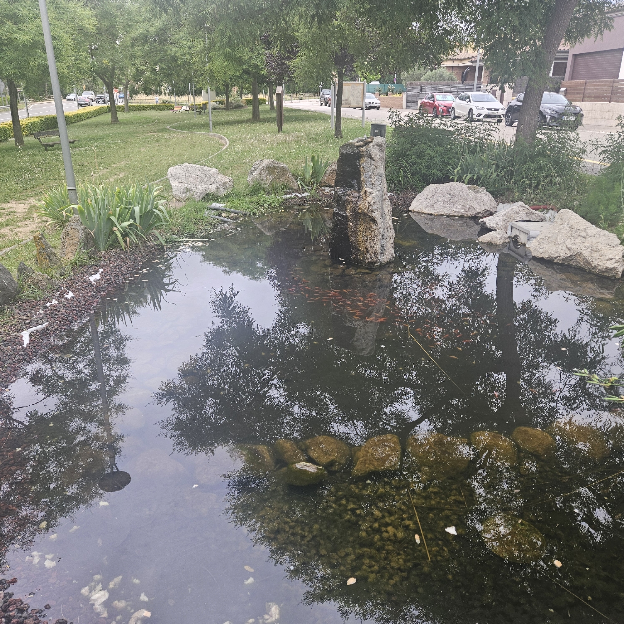 The image captures a pond with several orange fish swimming within it. The pond is surrounded by various rocks and plants. In the background, a street is visible with several cars parked and driving. Trees line the street, and some residential buildings can be seen beyond the trees. The scene appears to be a public space, possibly a park or a roadside attraction in Aiguaviva, Spain, given the presence of a street and residential buildings.