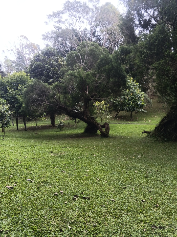 This image depicts a park-like natural environment located in the city of Tah, Vietnam. The foreground consists of uniformly cut green grass, sparsely dotted with brown fallen leaves. In the mid-ground, slightly to the left of center, stands a distinctive, mature tree with a thick, gnarled trunk that twists horizontally before curving upwards, supporting a crown of dense, dark green foliage. To the left of this prominent tree, several younger, slender trees with sparse canopies are visible. The background is dominated by a dense arrangement of various tree species, forming a deep green canopy that extends towards an overcast or bright, hazy sky, partially visible at the top of the frame. A dark, possibly moss-covered, tree trunk or stump is partially visible on the far right edge, low to the ground. No individuals, animals, or man-made structures are present in the scene, which appears under diffused natural lighting conditions.