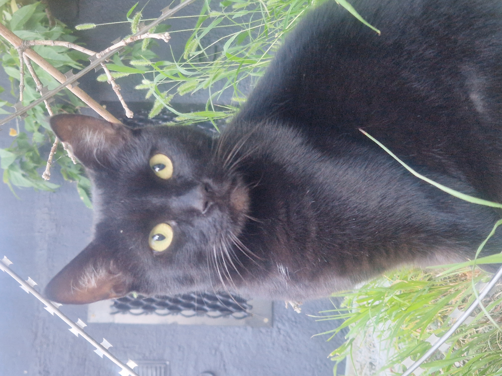 A black cat with yellow eyes is sitting in front of a grey wall, with green plants and a spiked wire fence in the foreground. The cat is looking directly at the camera.