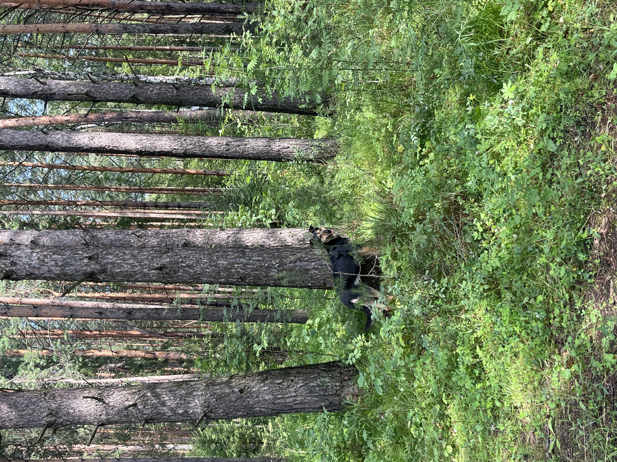 The image shows a German Shepherd dog standing in a forest with tall pine trees and dense green undergrowth. The dog is black and tan, with its tail tucked and its head turned towards the camera with its mouth open. The dog appears to be slightly behind a tree trunk. The forest floor is covered in grass, leaves, and small plants. The lighting suggests it is daytime, with sunlight filtering through the trees. The scene is natural and outdoors, with no artificial structures or man-made objects visible. The location is a forest in Nizhny Tagil, Russia, specifically on the grounds of the Tagil Museum-Reserve "Old Nizhny Tagil."