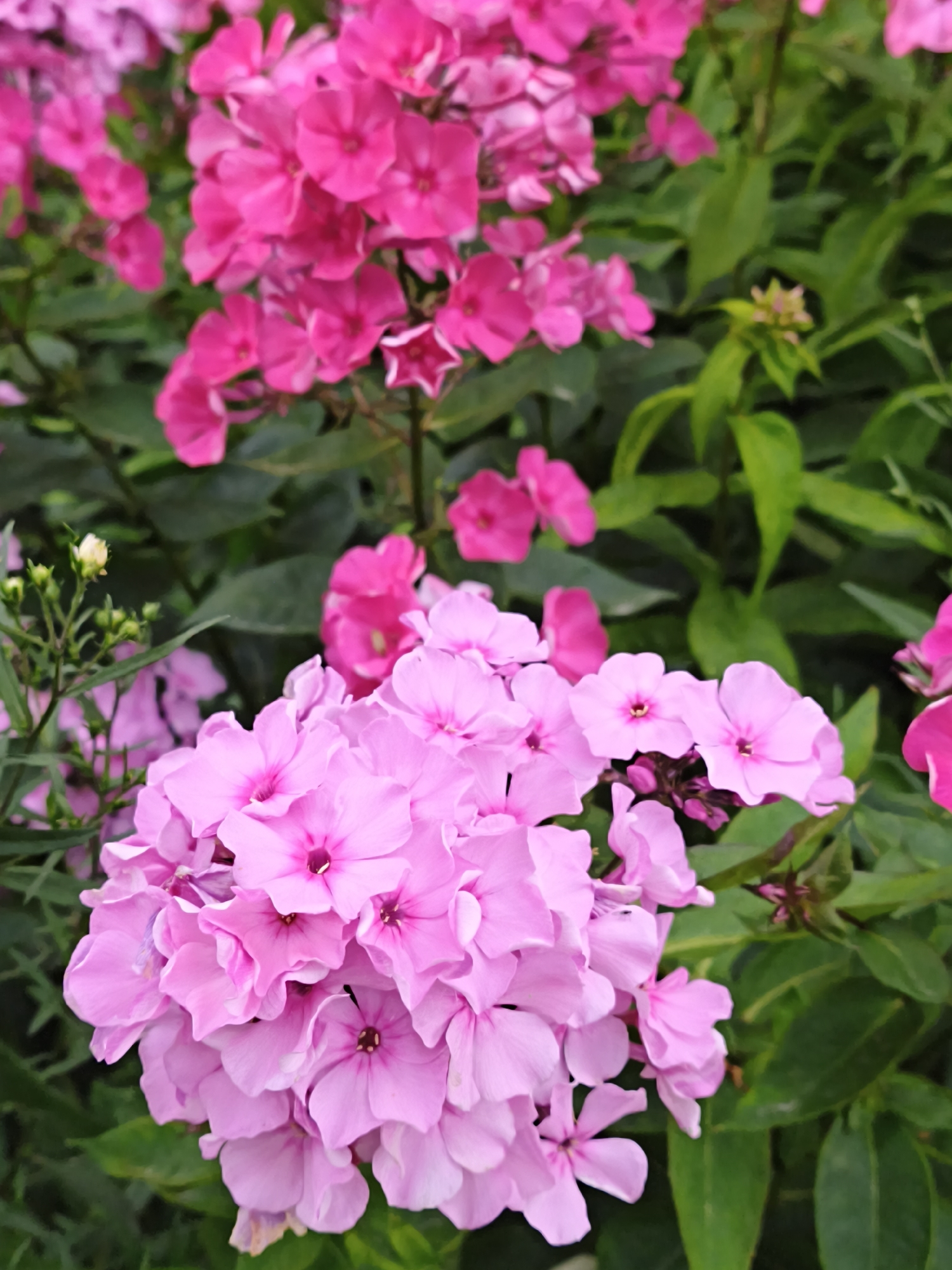 The image shows a close-up view of vibrant pink phlox flowers blooming amongst lush green foliage. The flowers are clustered together, with some in sharper focus than others, creating a sense of depth. The petals are delicate and have a slightly ruffled texture. The background is a soft blur of green leaves, indicating a garden or natural setting. The lighting suggests it is daytime, possibly overcast given the diffused light. There is no indication of any specific location within Tallinn, Estonia; the scene is purely botanical.